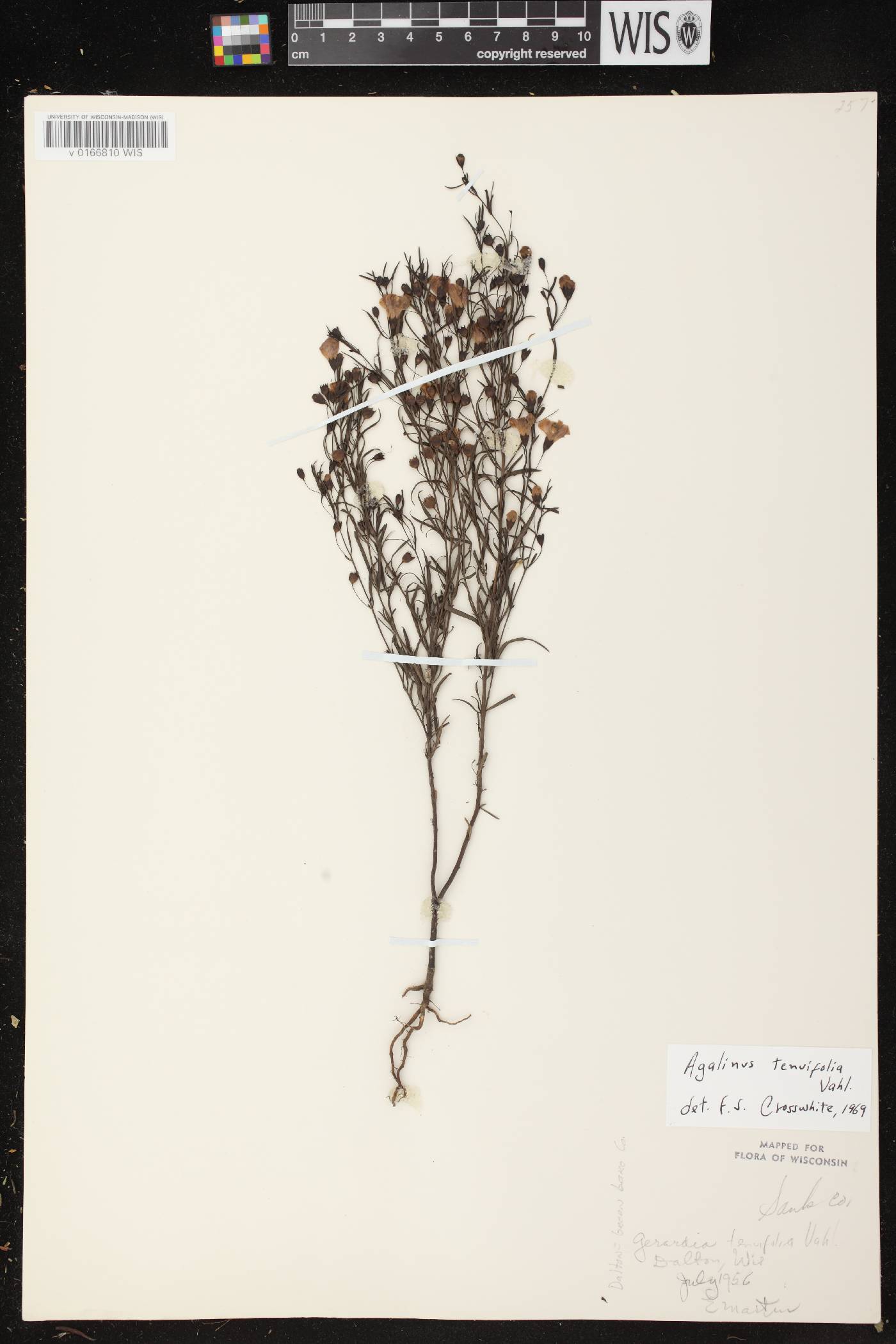 Agalinis tenuifolia image