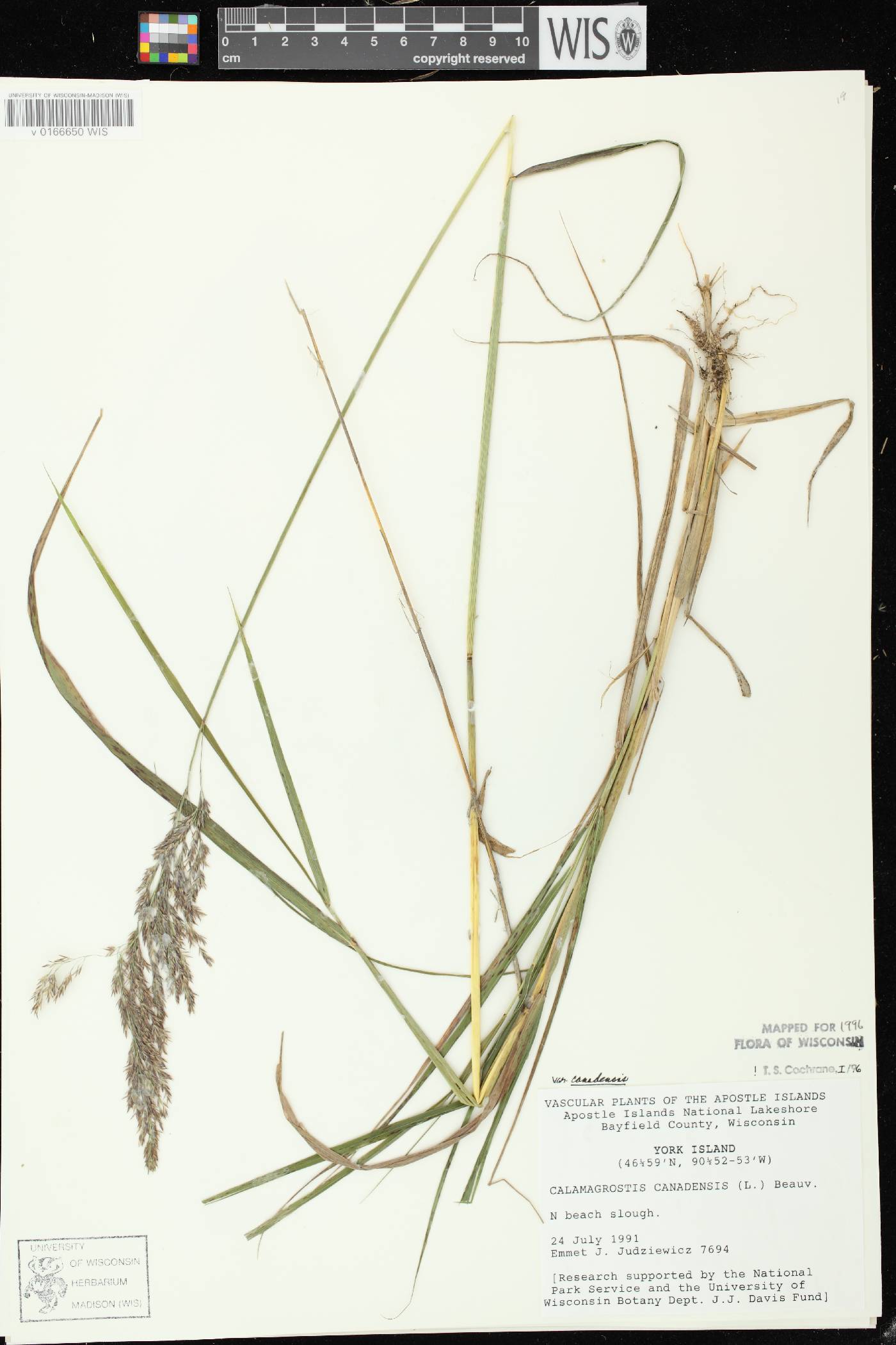 Calamagrostis canadensis var. canadensis image