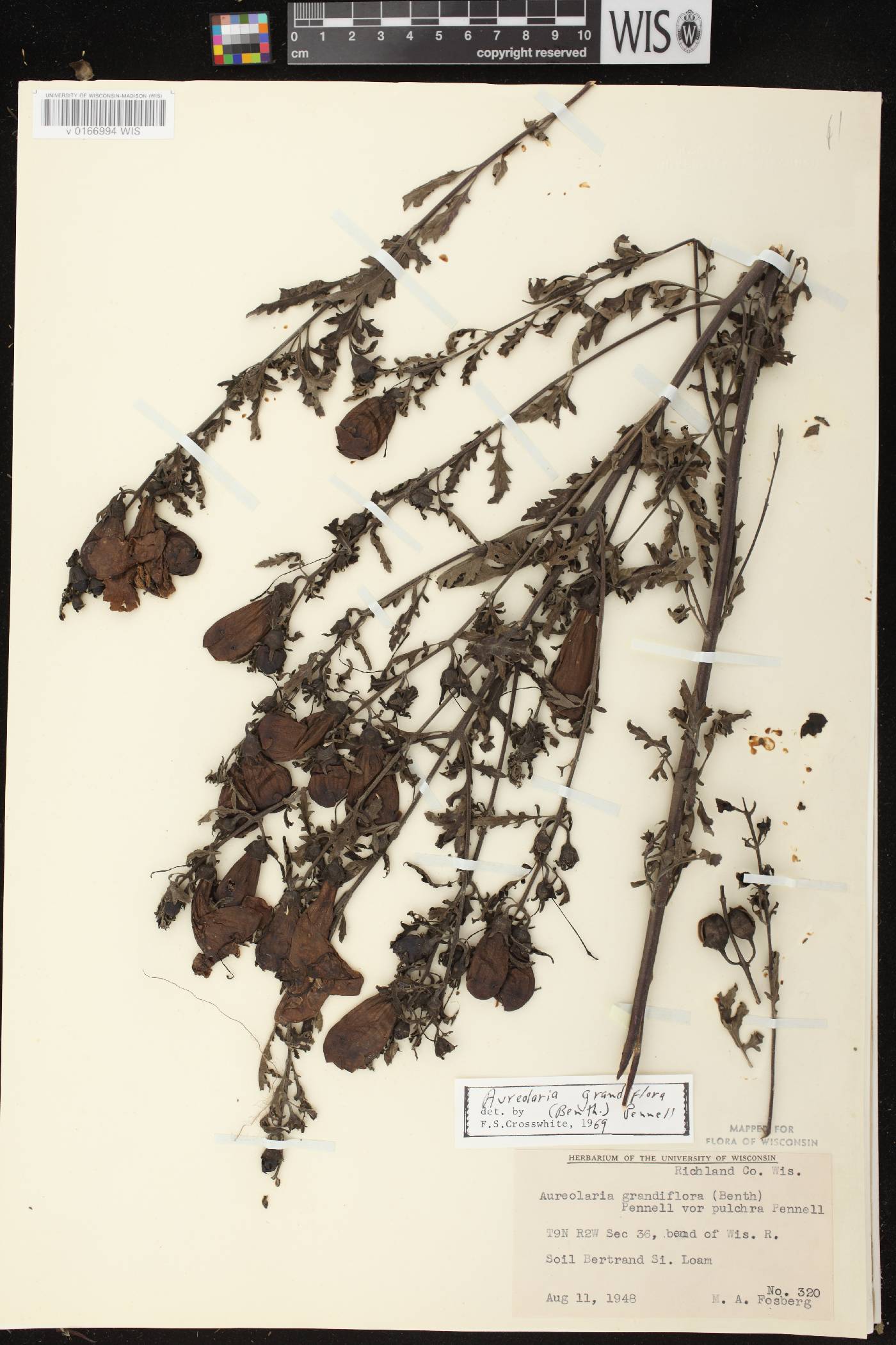 Aureolaria grandiflora var. pulchra image