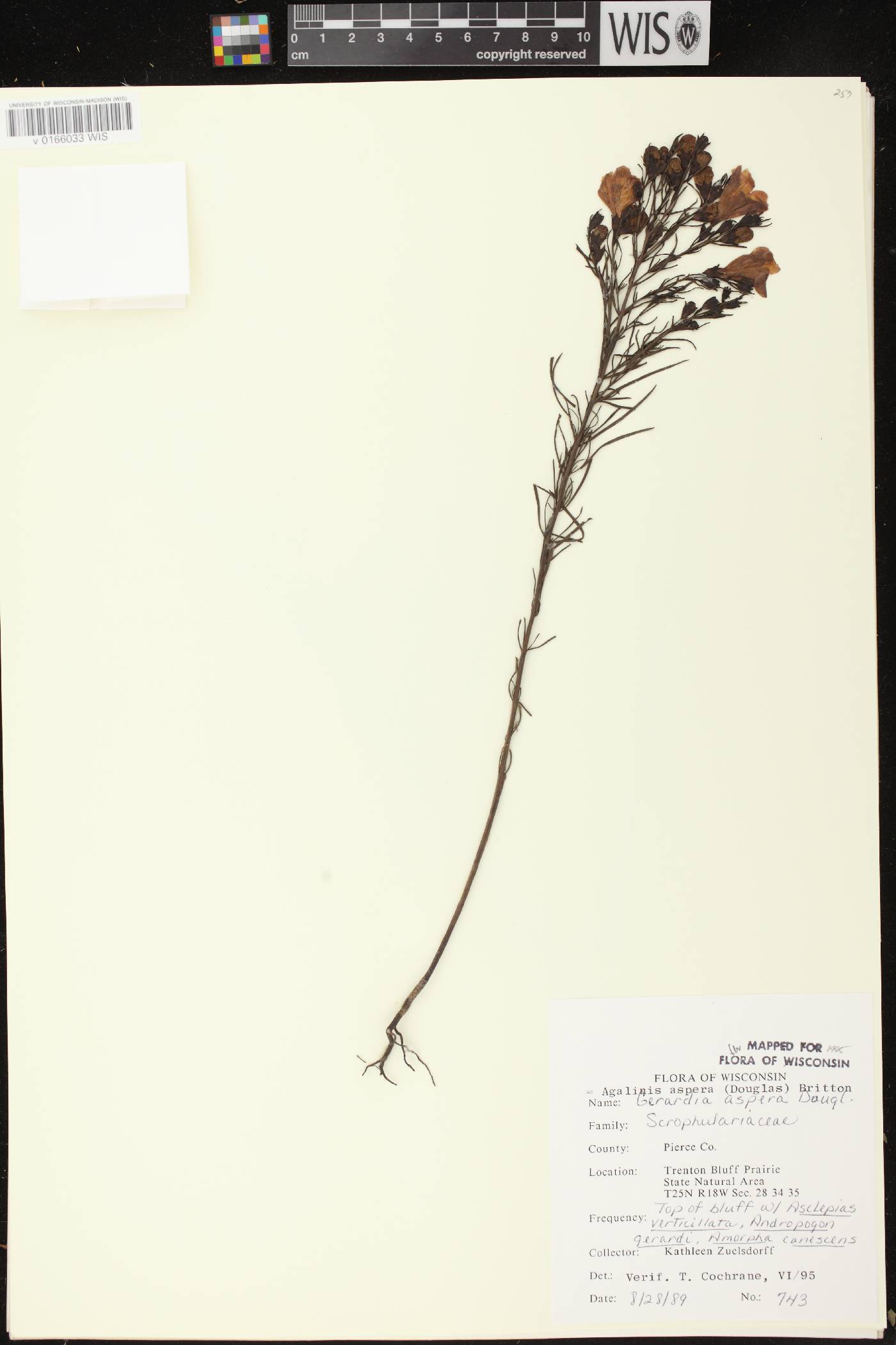Agalinis aspera image