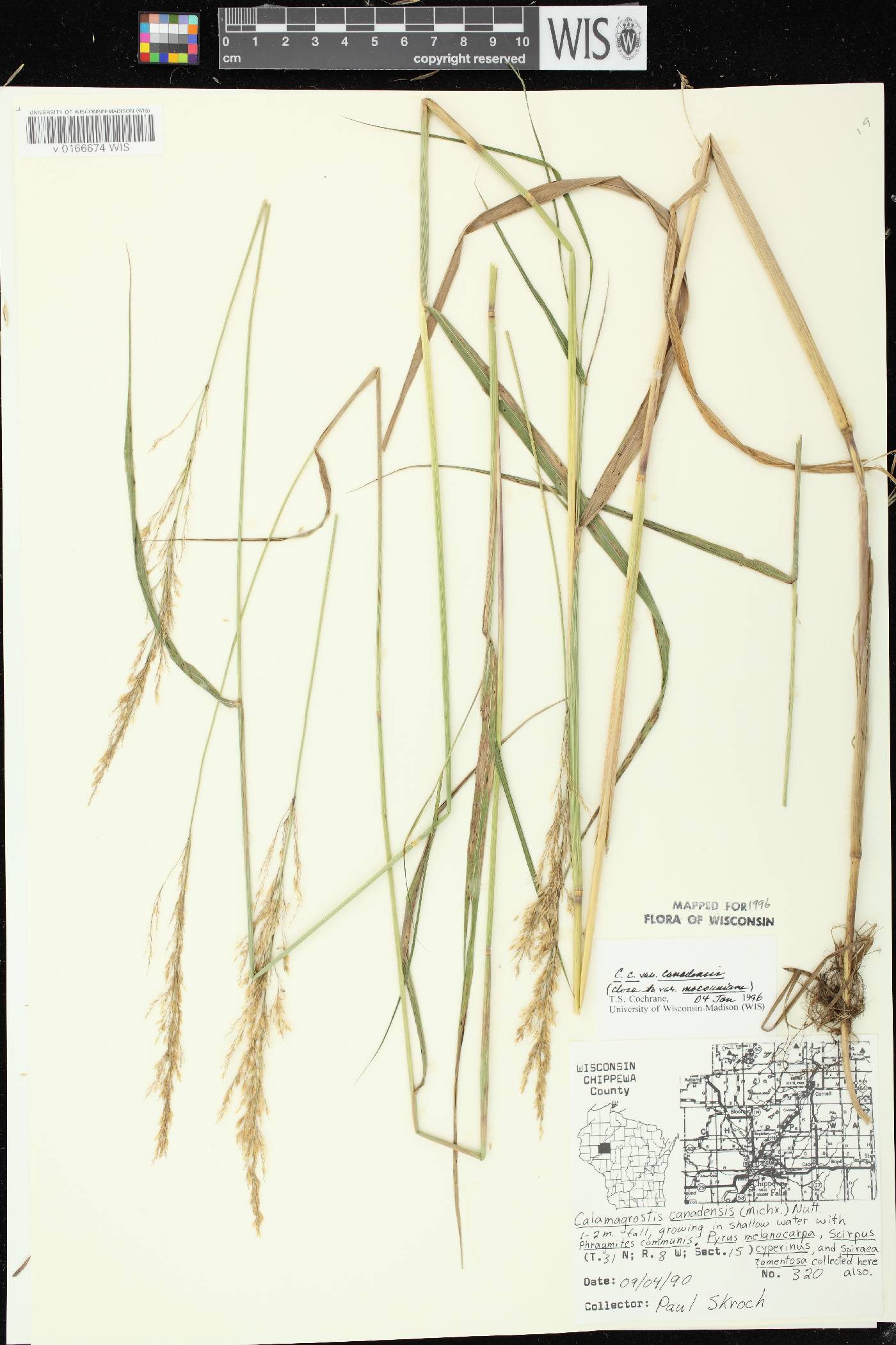 Calamagrostis canadensis var. canadensis image