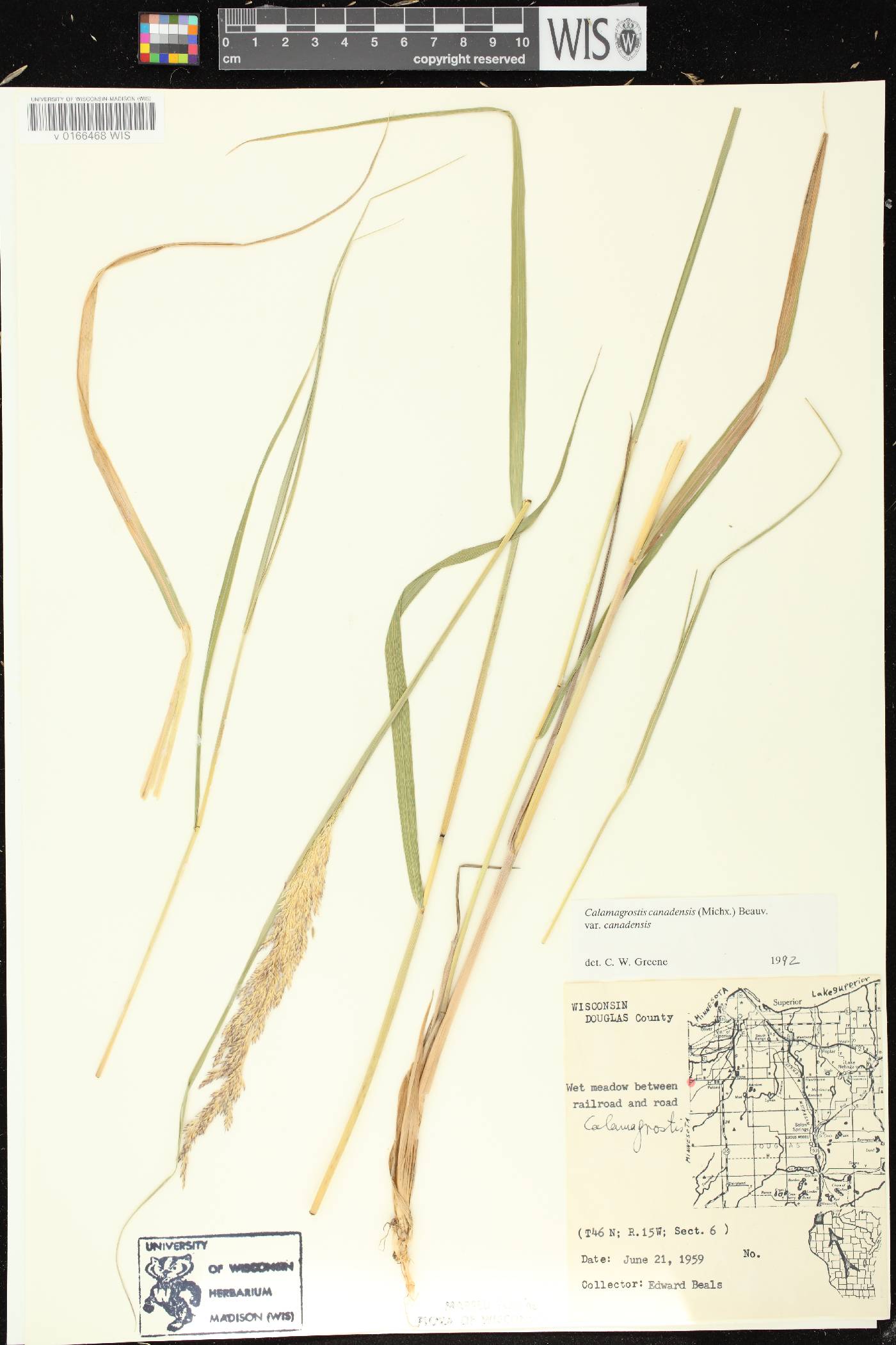 Calamagrostis canadensis var. canadensis image