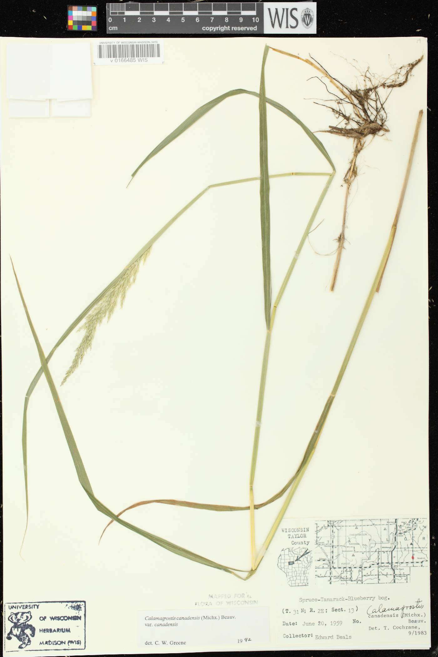 Calamagrostis canadensis var. canadensis image
