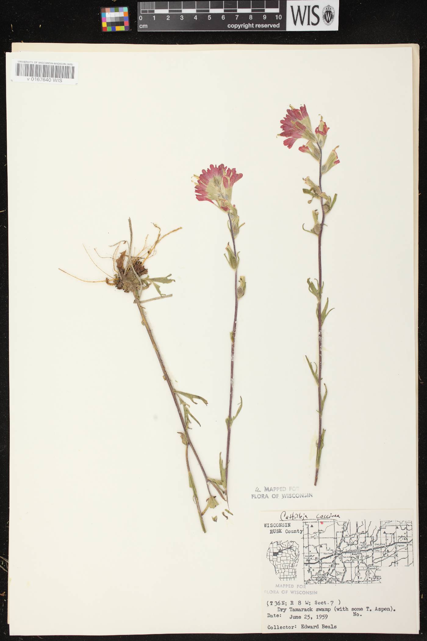 Castilleja coccinea image
