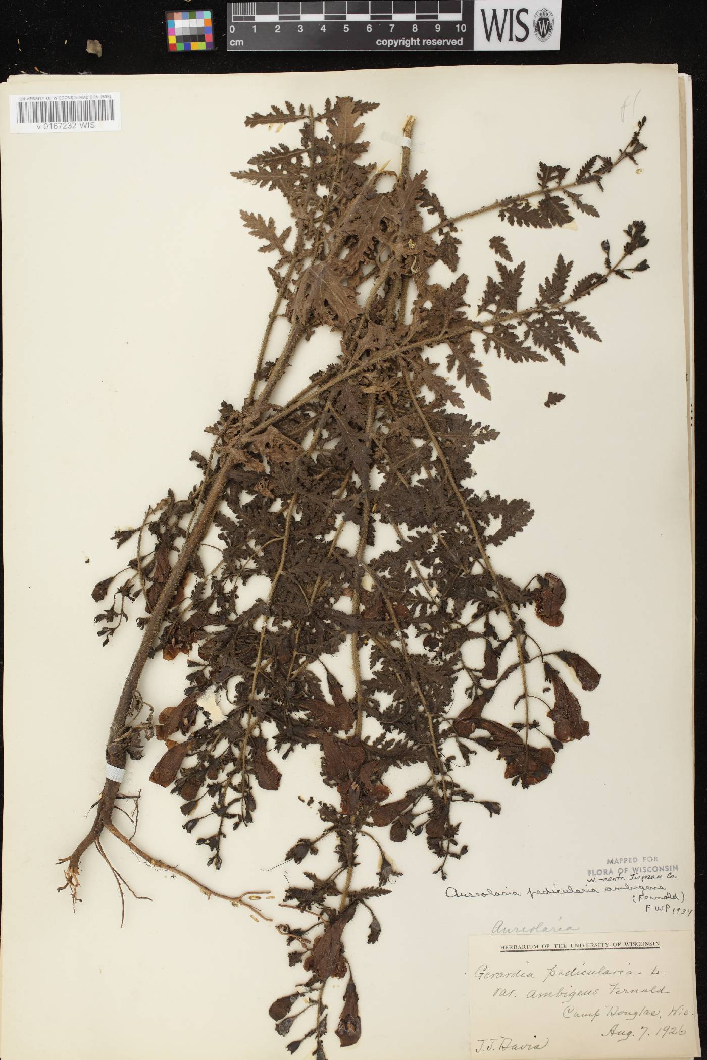 Aureolaria pedicularia image