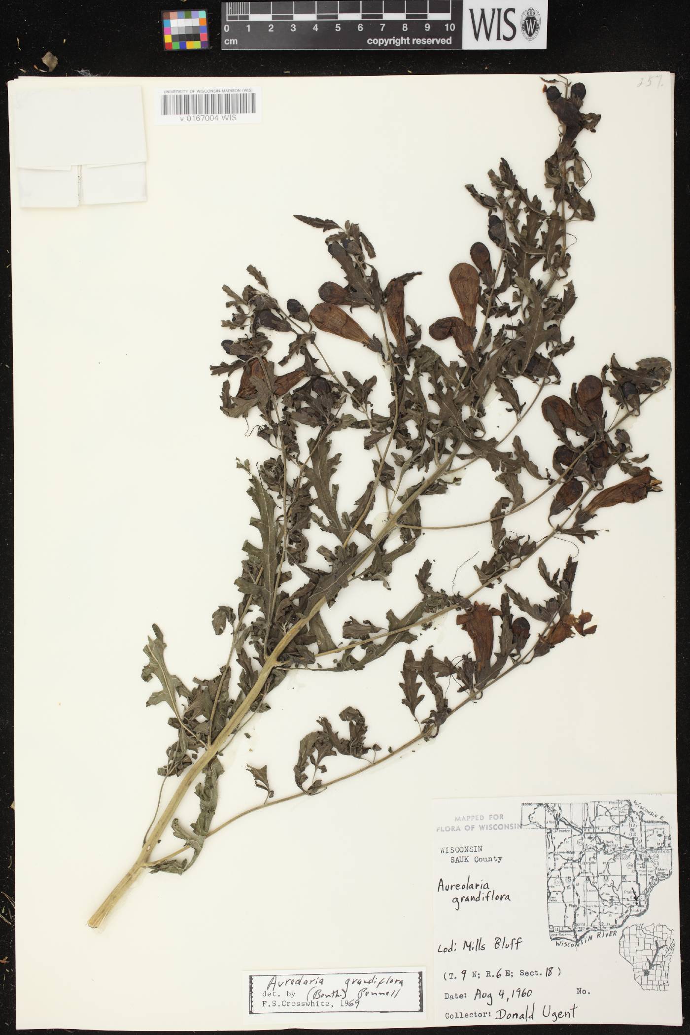 Aureolaria grandiflora var. pulchra image