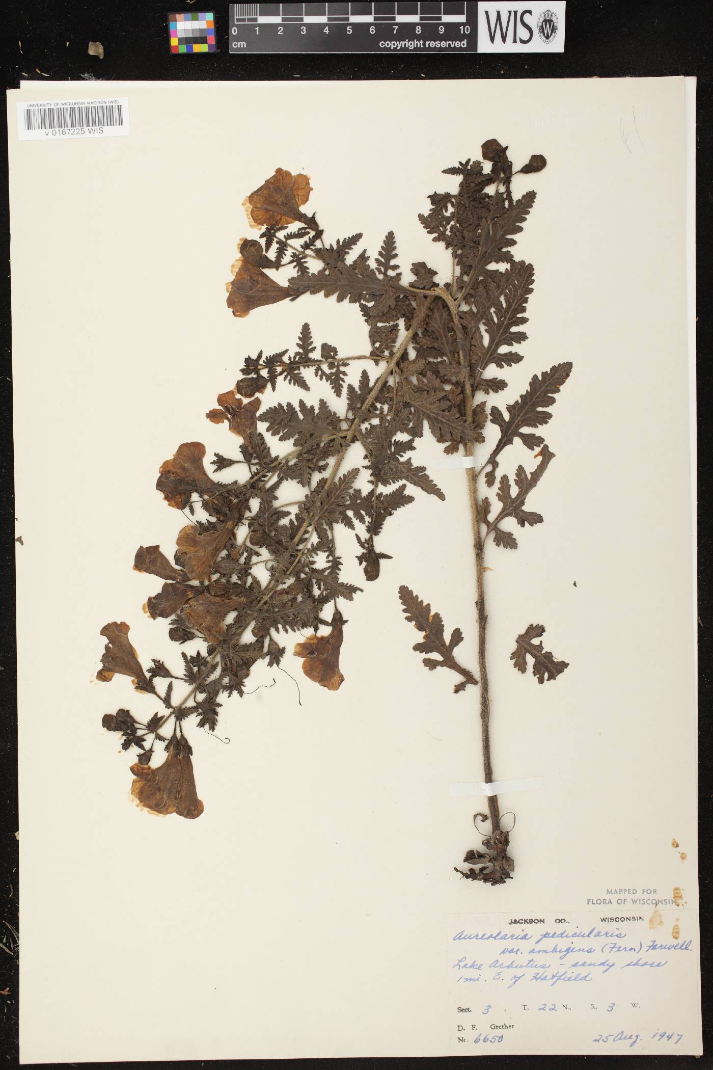 Aureolaria pedicularia image