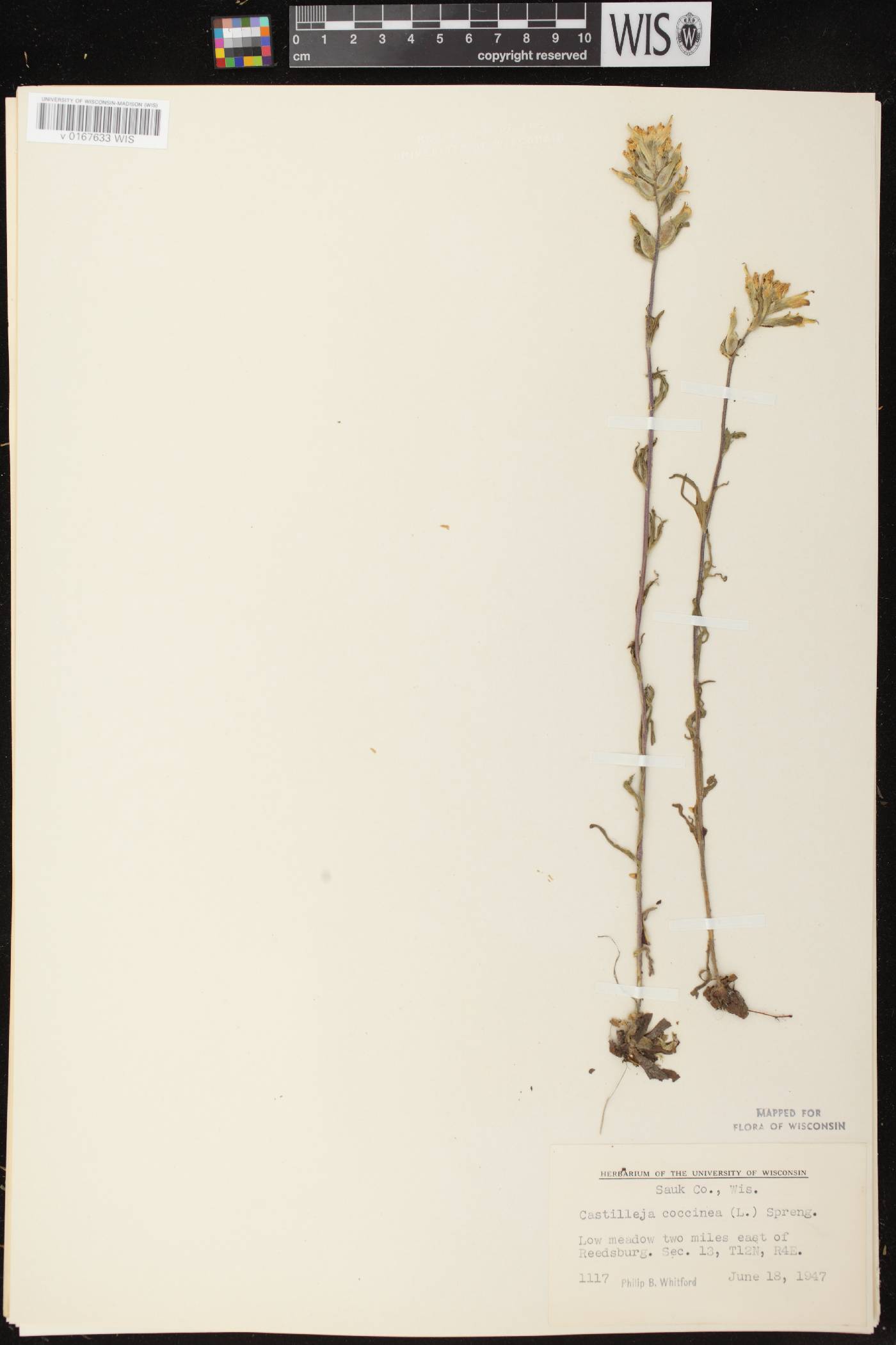 Castilleja coccinea image