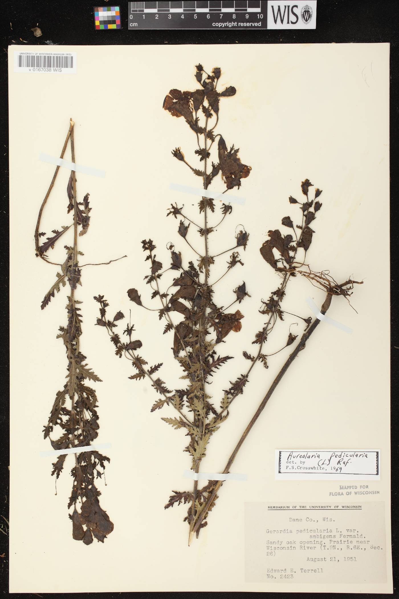 Aureolaria pedicularia image