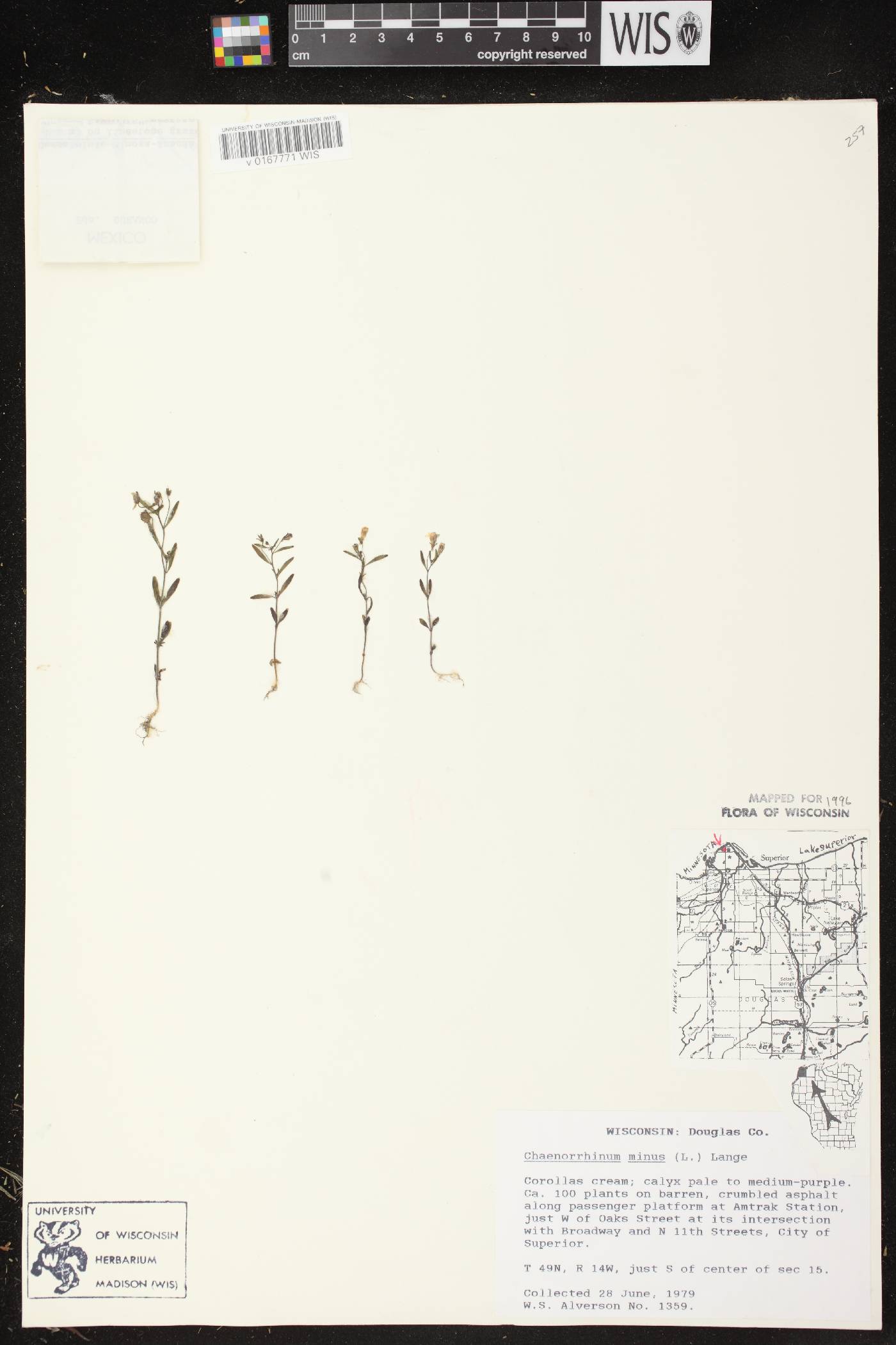 Chaenorhinum minus image