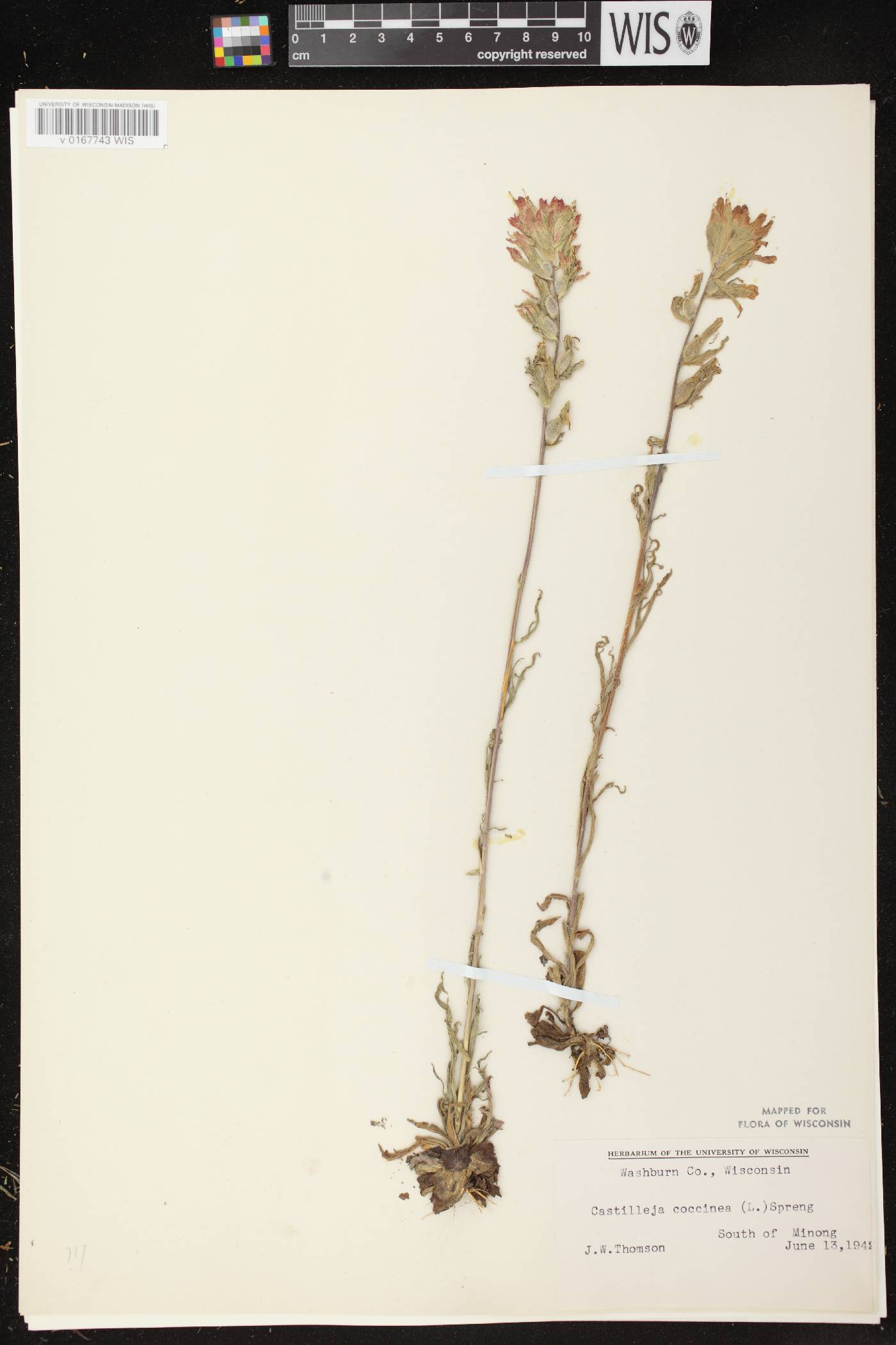 Castilleja coccinea image