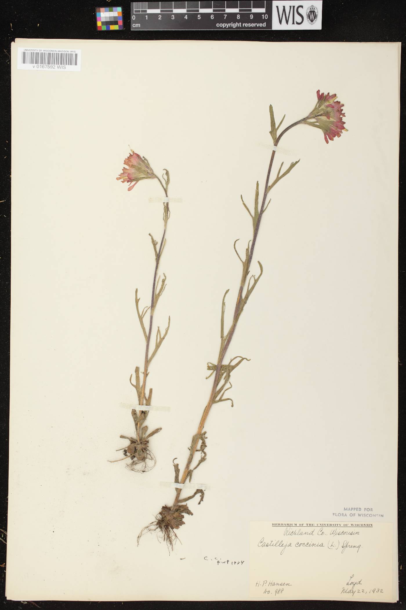 Castilleja coccinea image