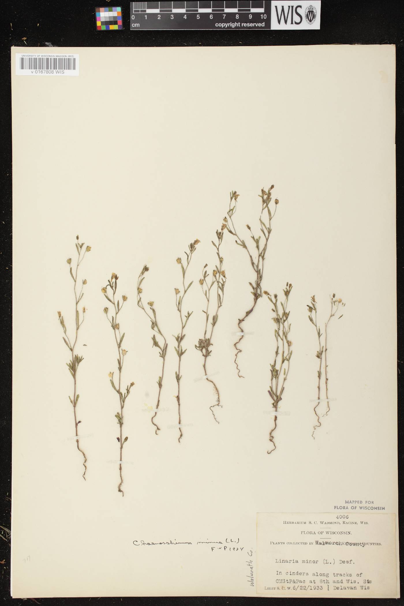 Chaenorhinum minus image