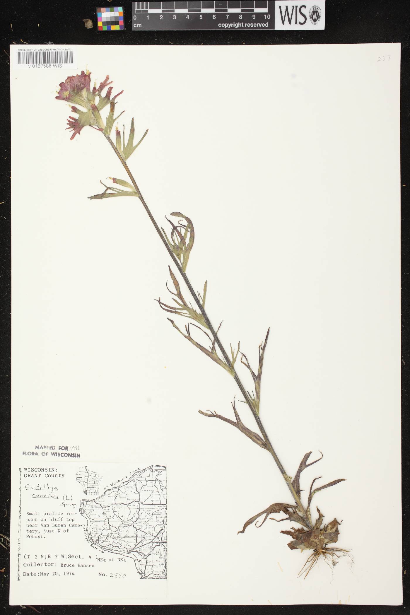 Castilleja coccinea image
