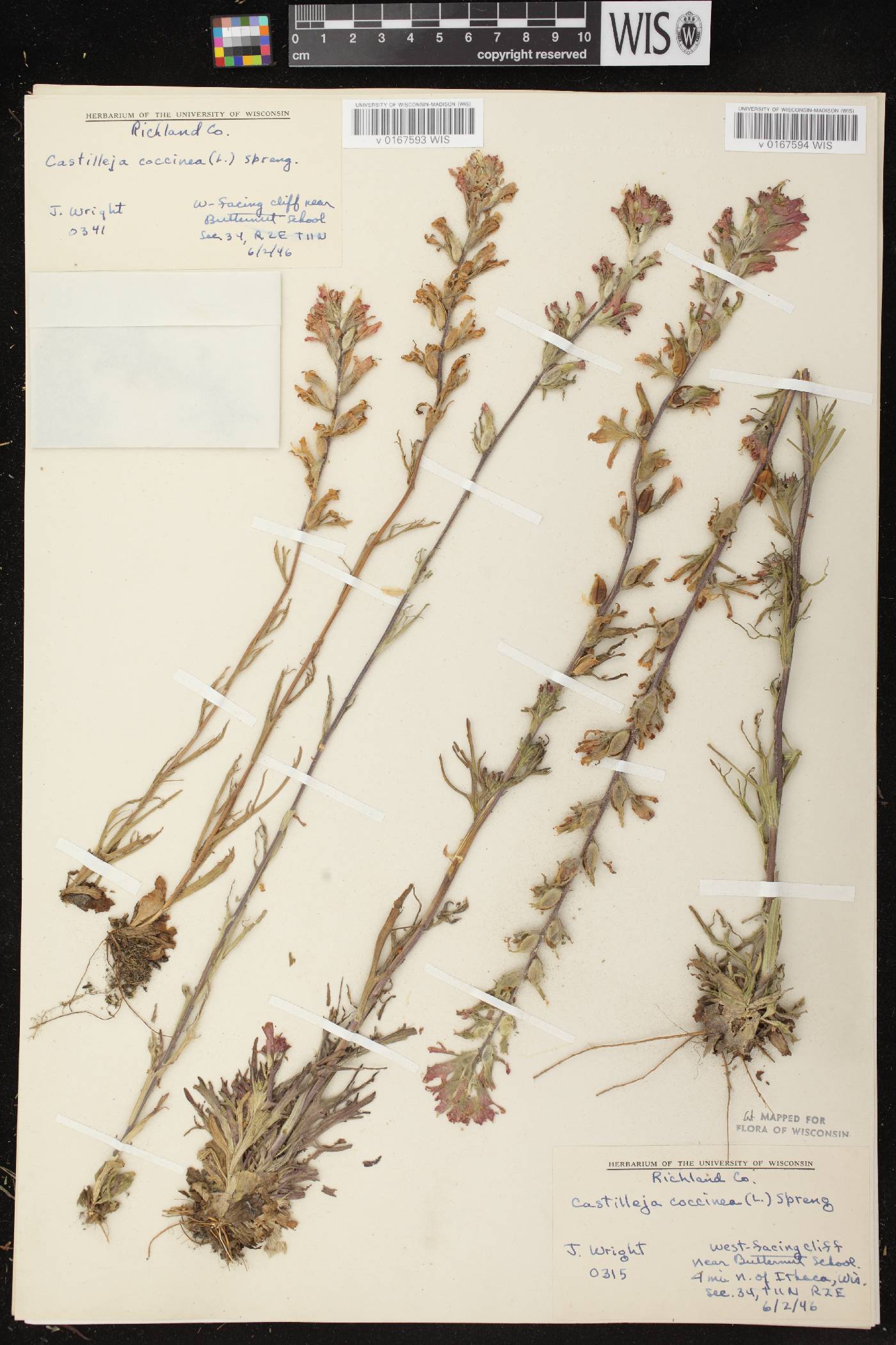 Castilleja coccinea image