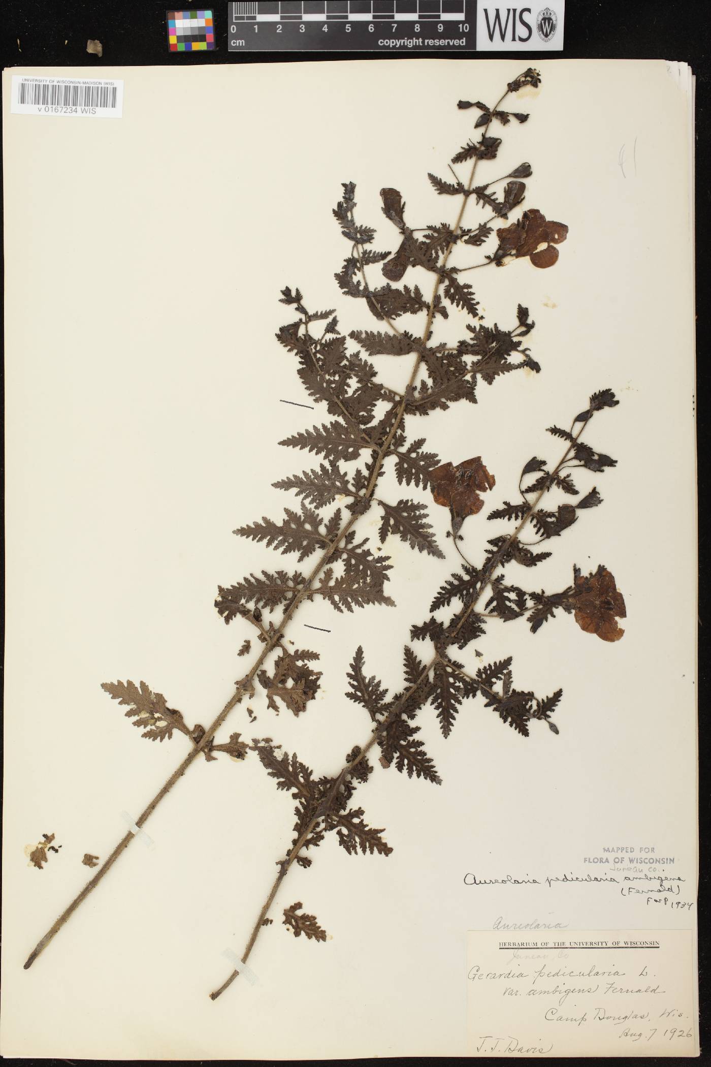 Aureolaria pedicularia image