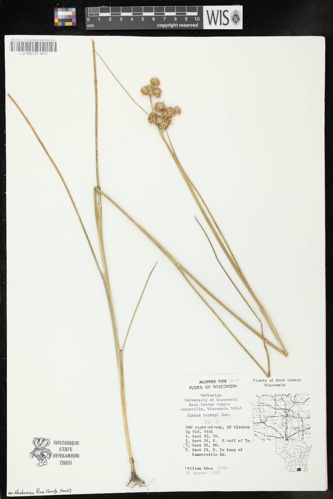 Juncus torreyi image