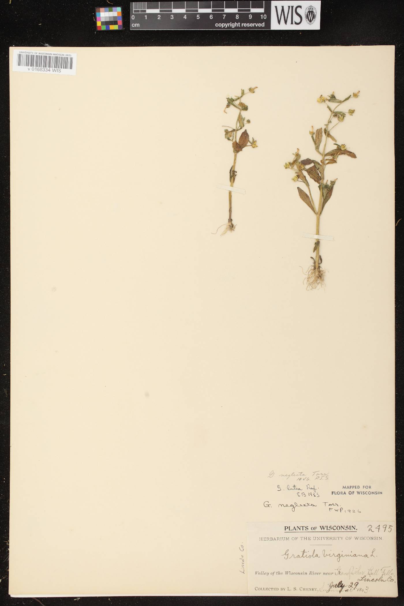 Gratiola neglecta image