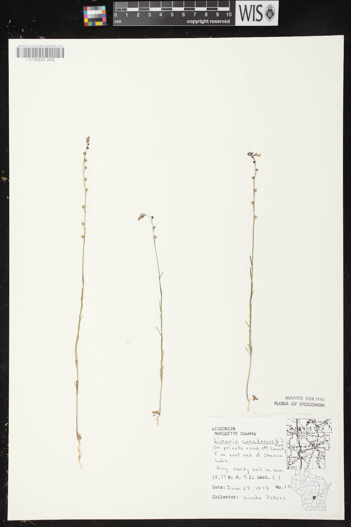 Nuttallanthus canadensis image
