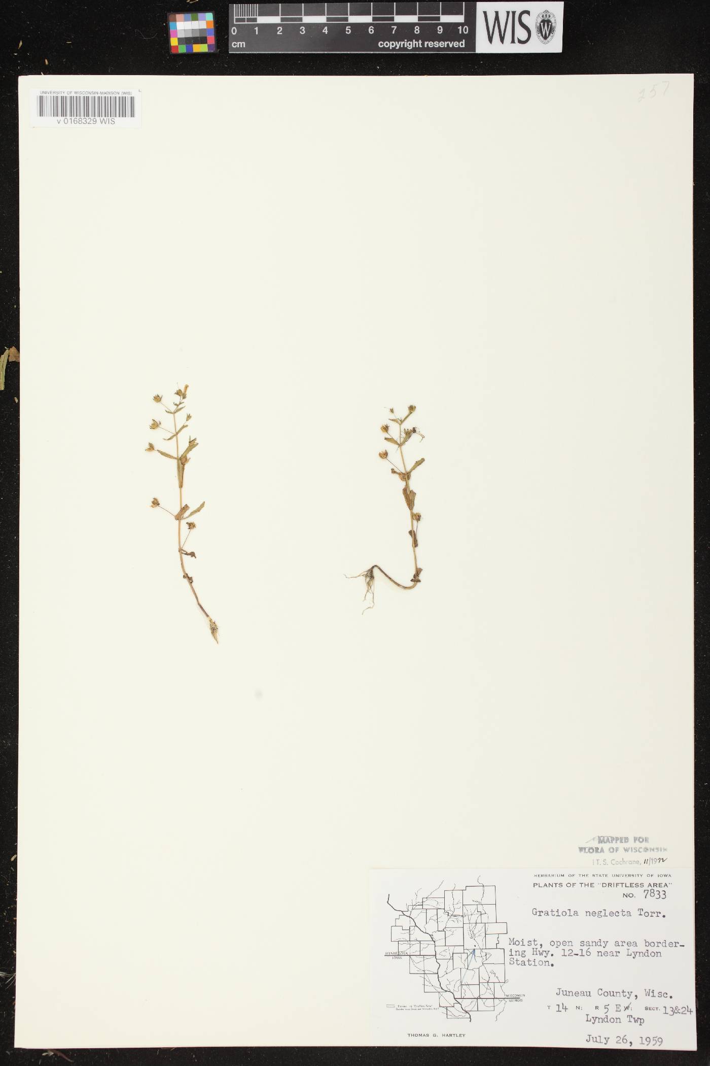 Gratiola neglecta image