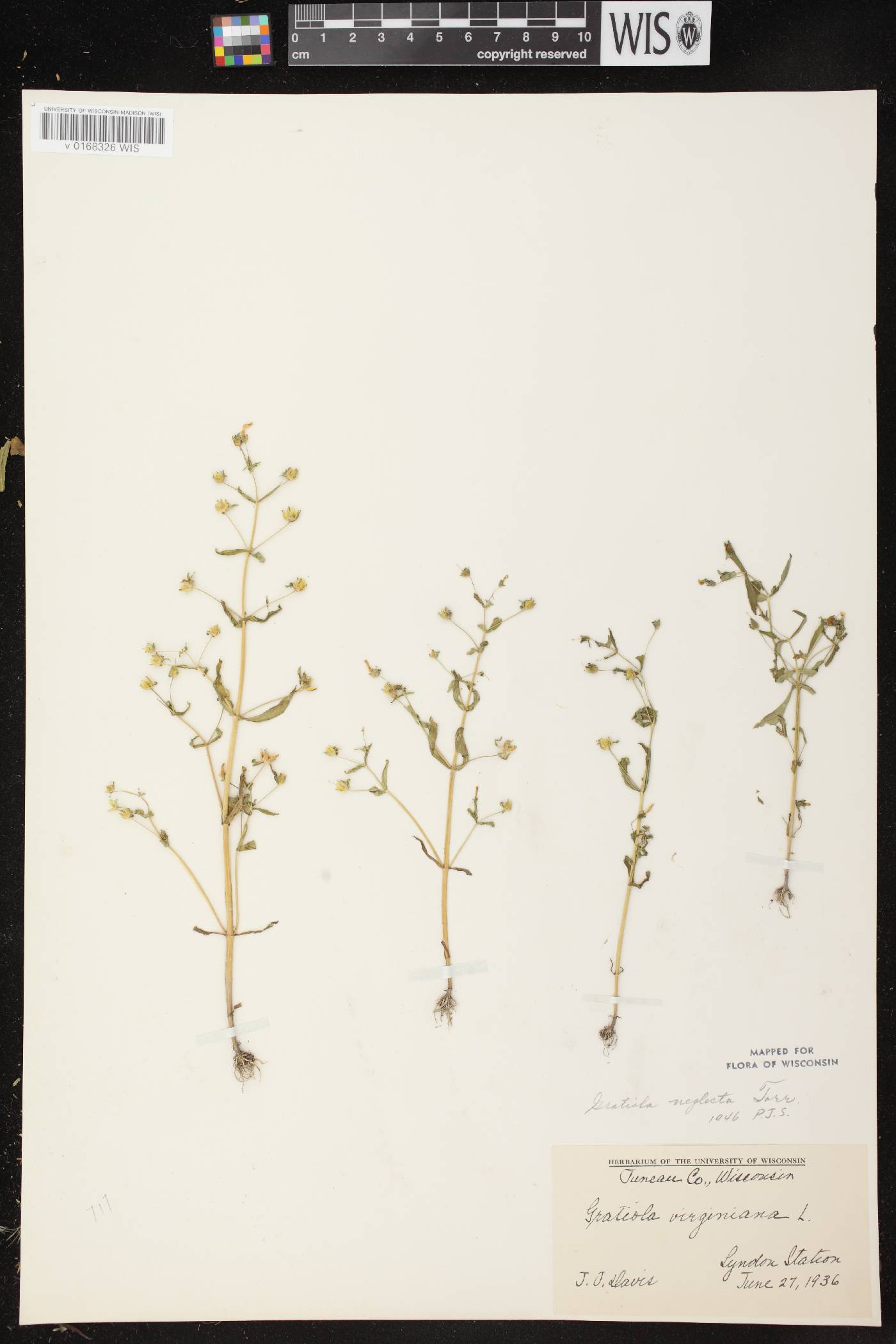 Gratiola neglecta image