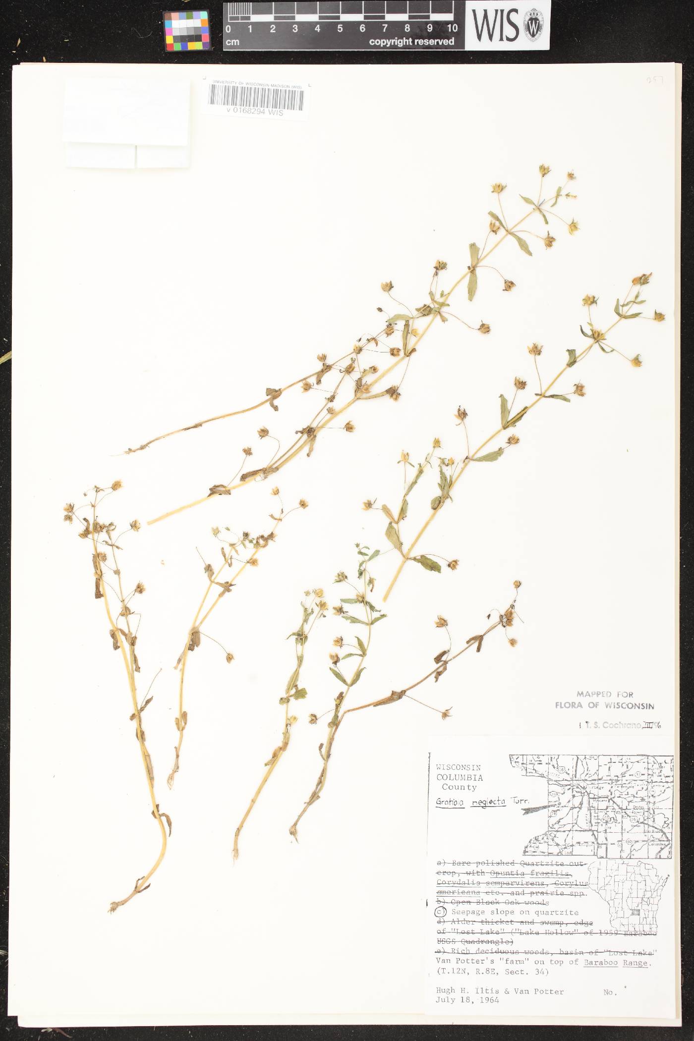 Gratiola neglecta image