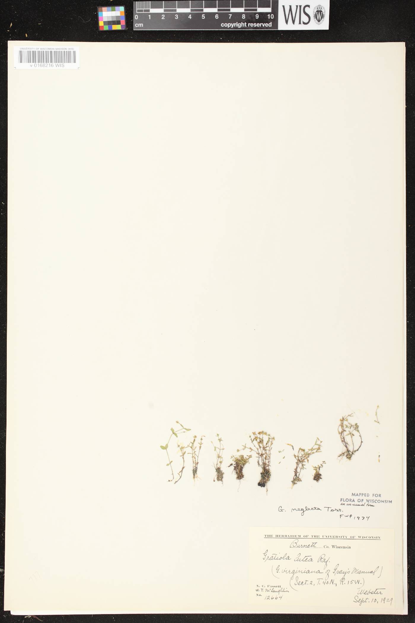 Gratiola neglecta image