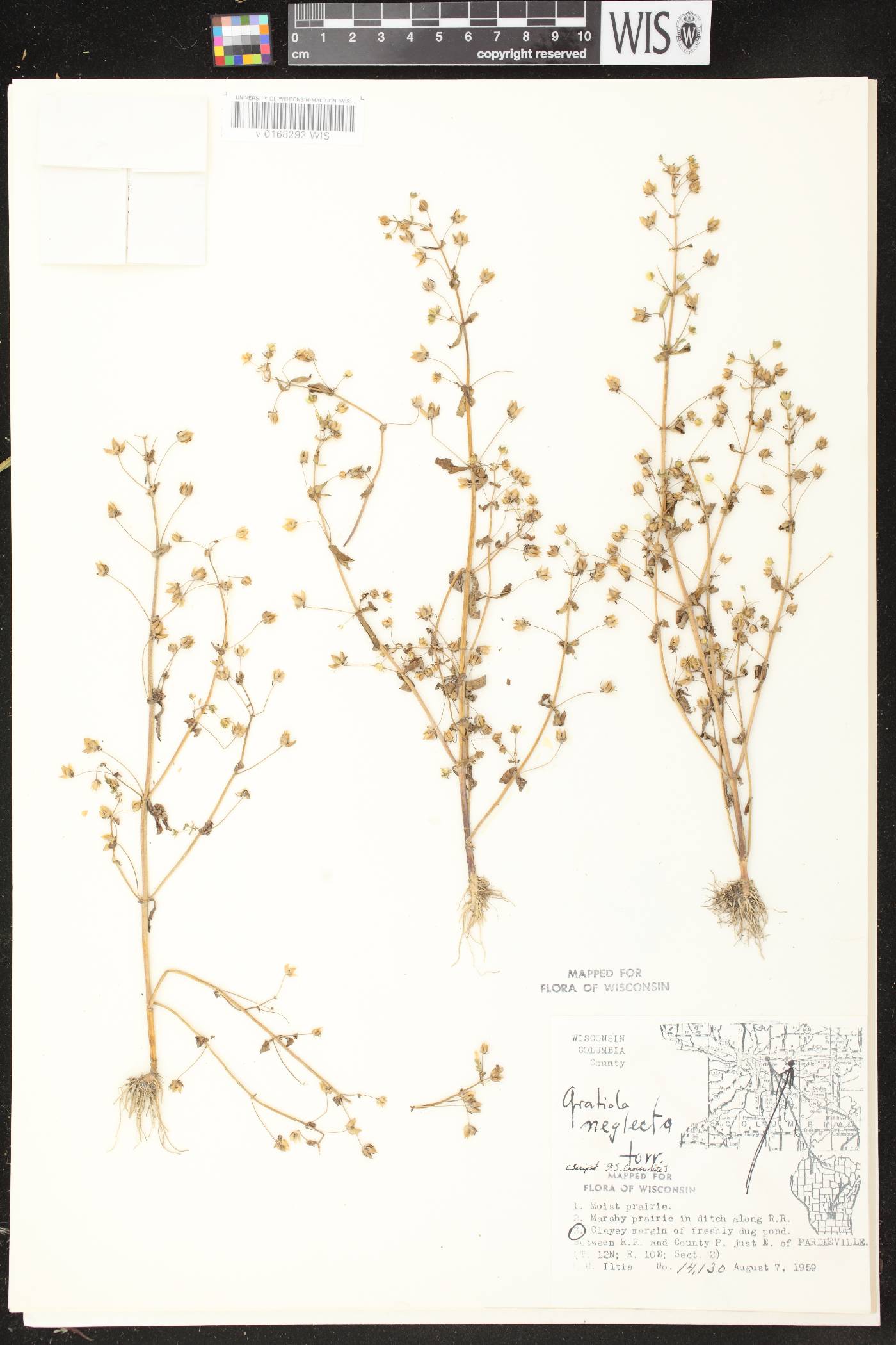 Gratiola neglecta image