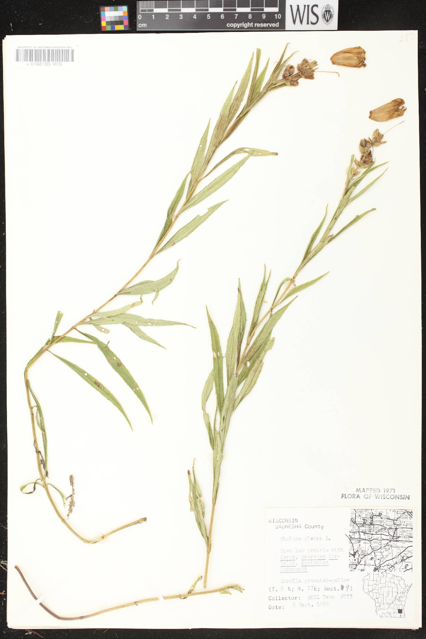 Chelone glabra image