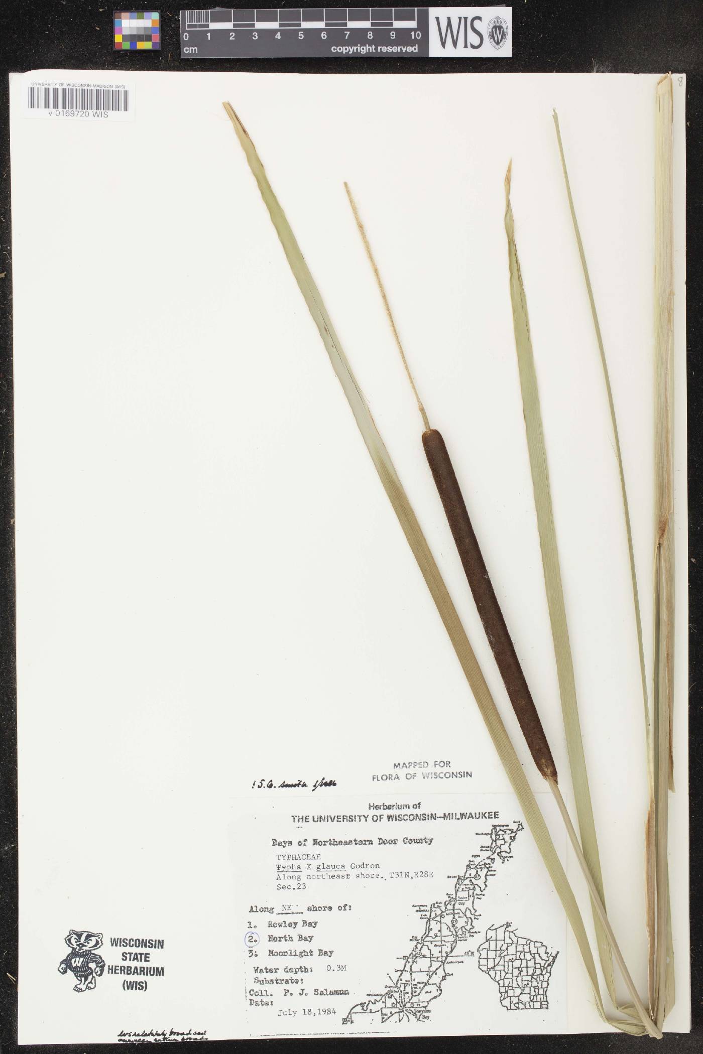 Typha X glauca image