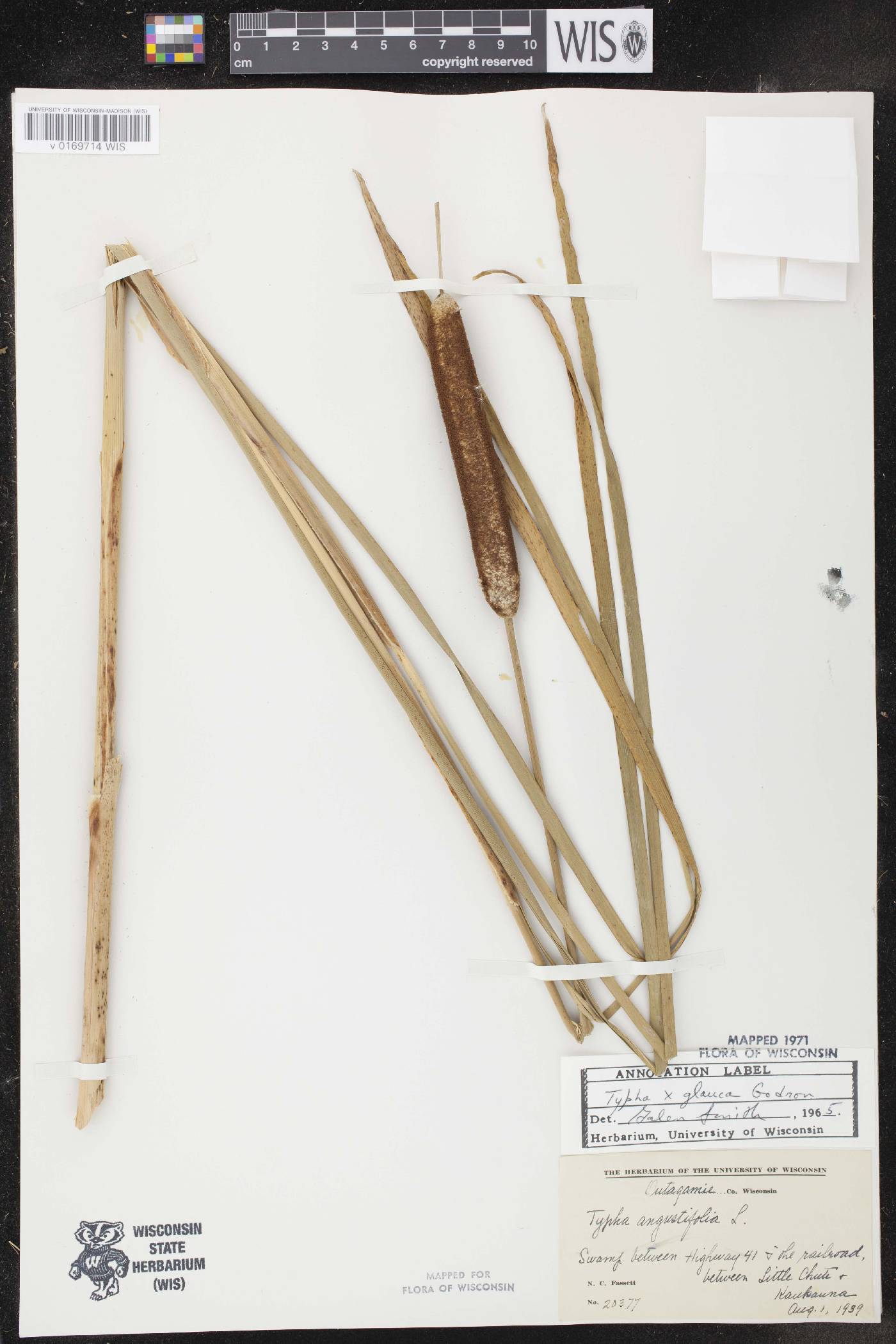 Typha X glauca image