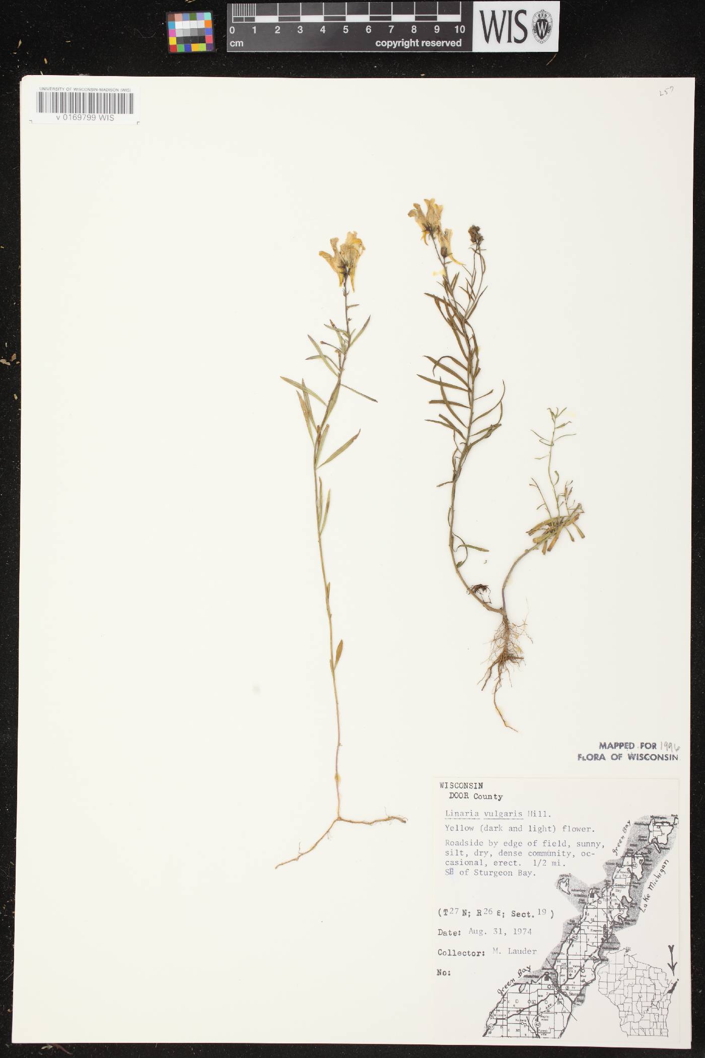 Linaria vulgaris image