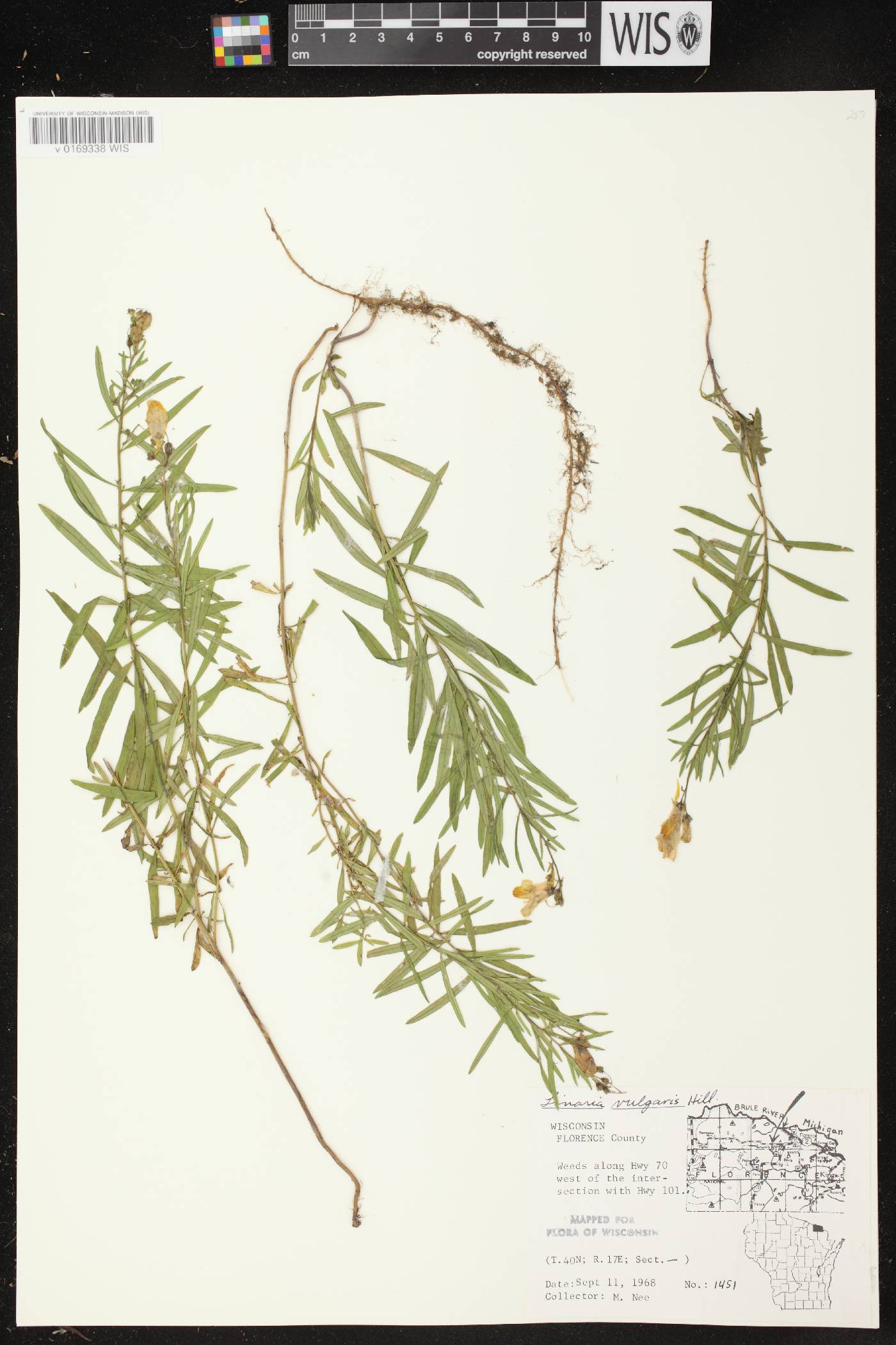 Linaria vulgaris image