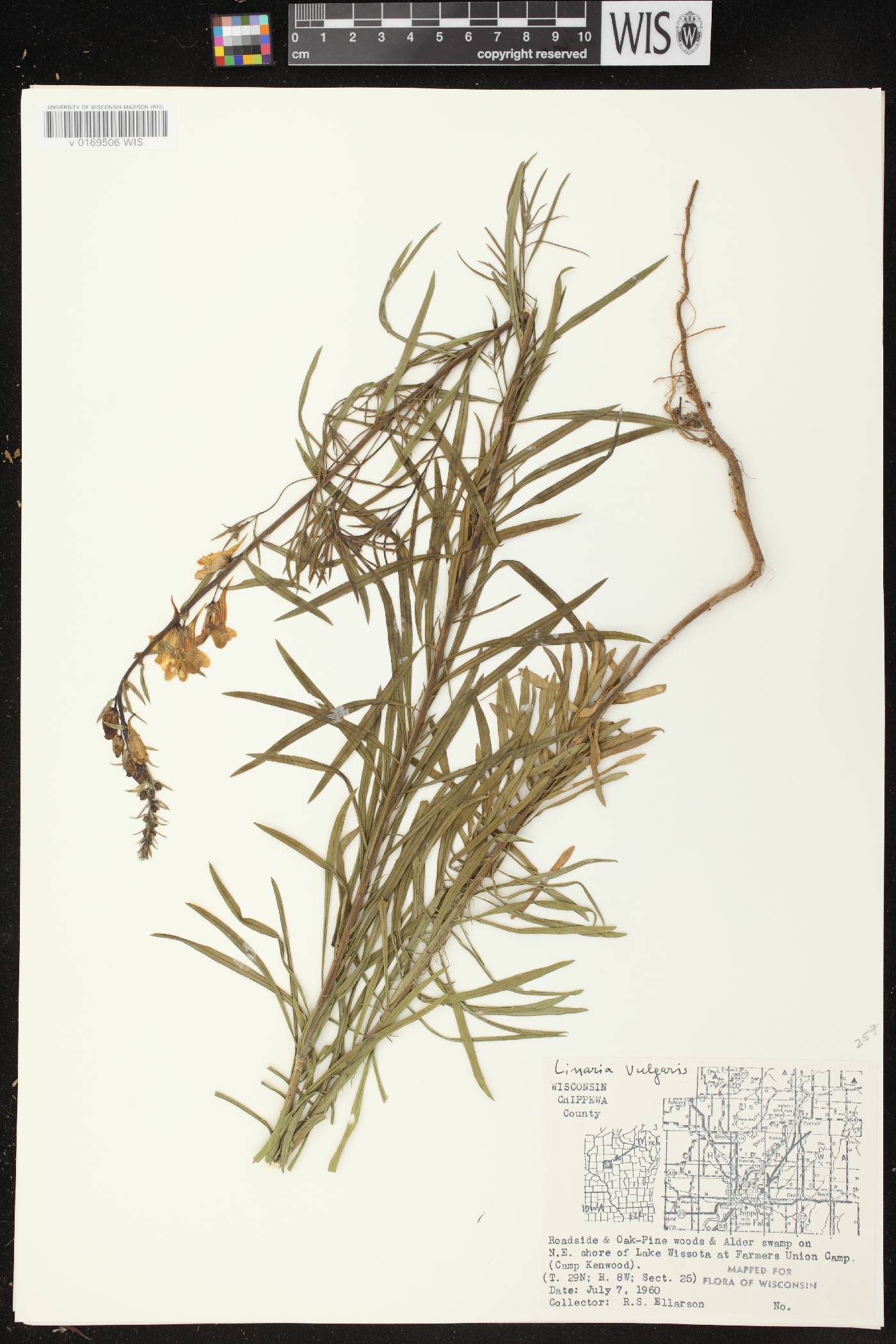 Linaria vulgaris image