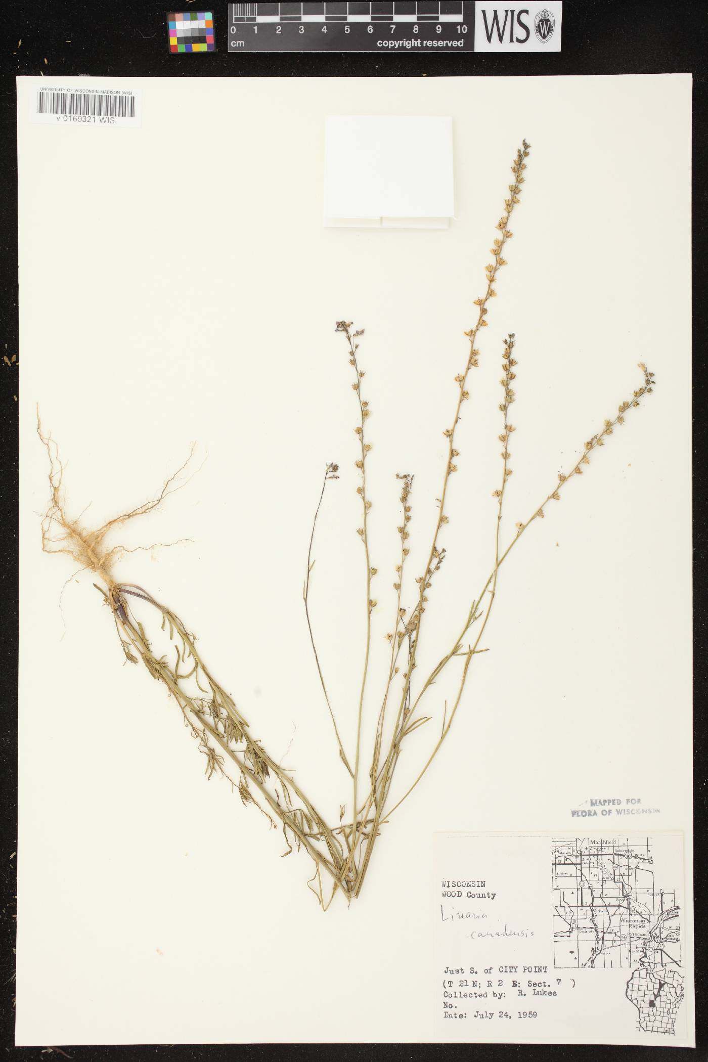 Nuttallanthus canadensis image
