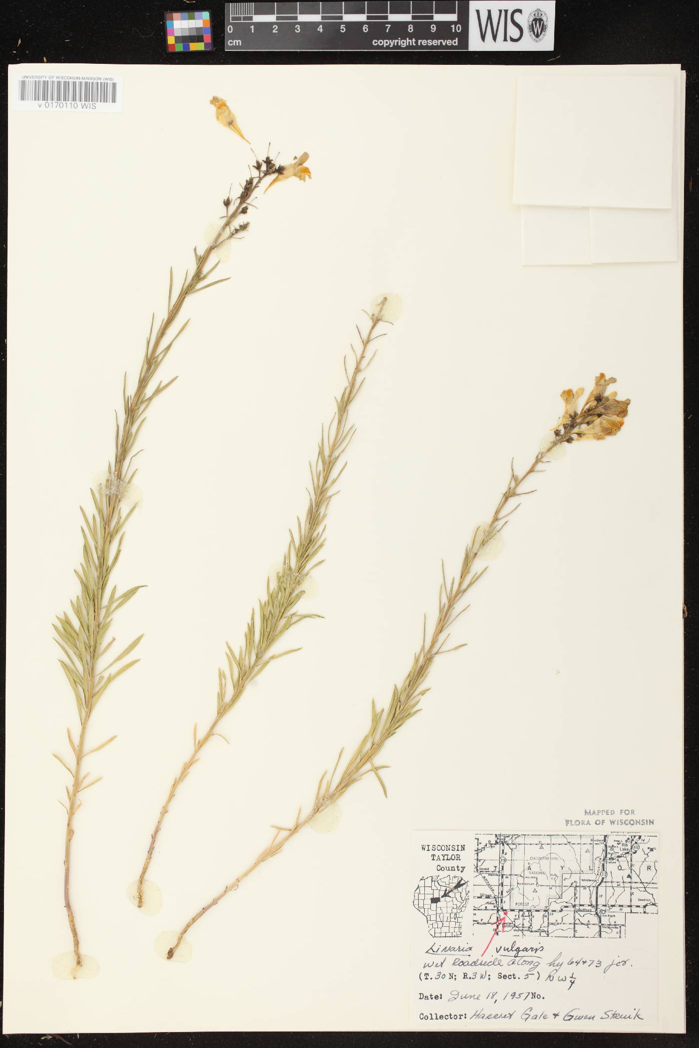 Linaria vulgaris image