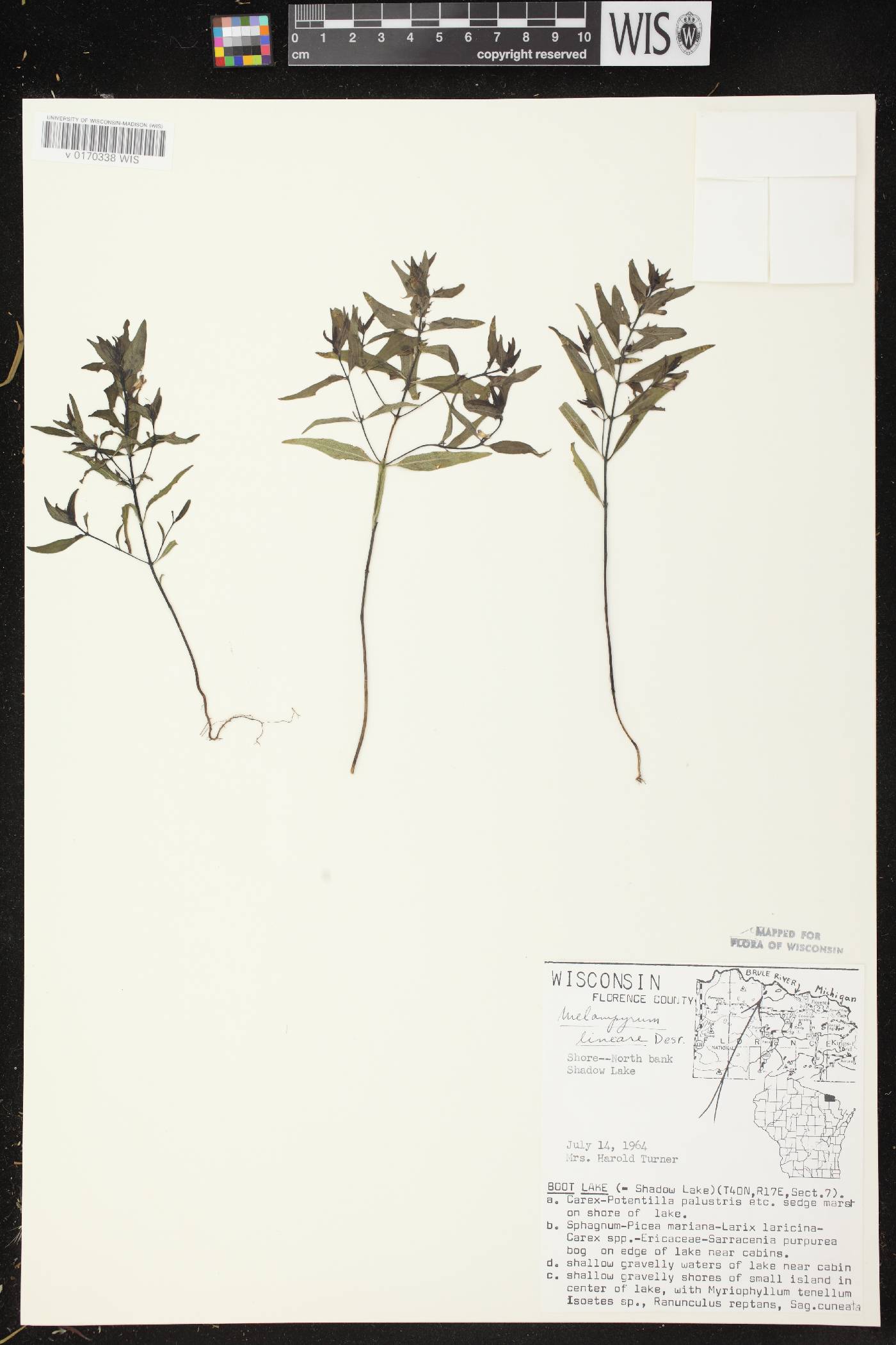 Melampyrum lineare image