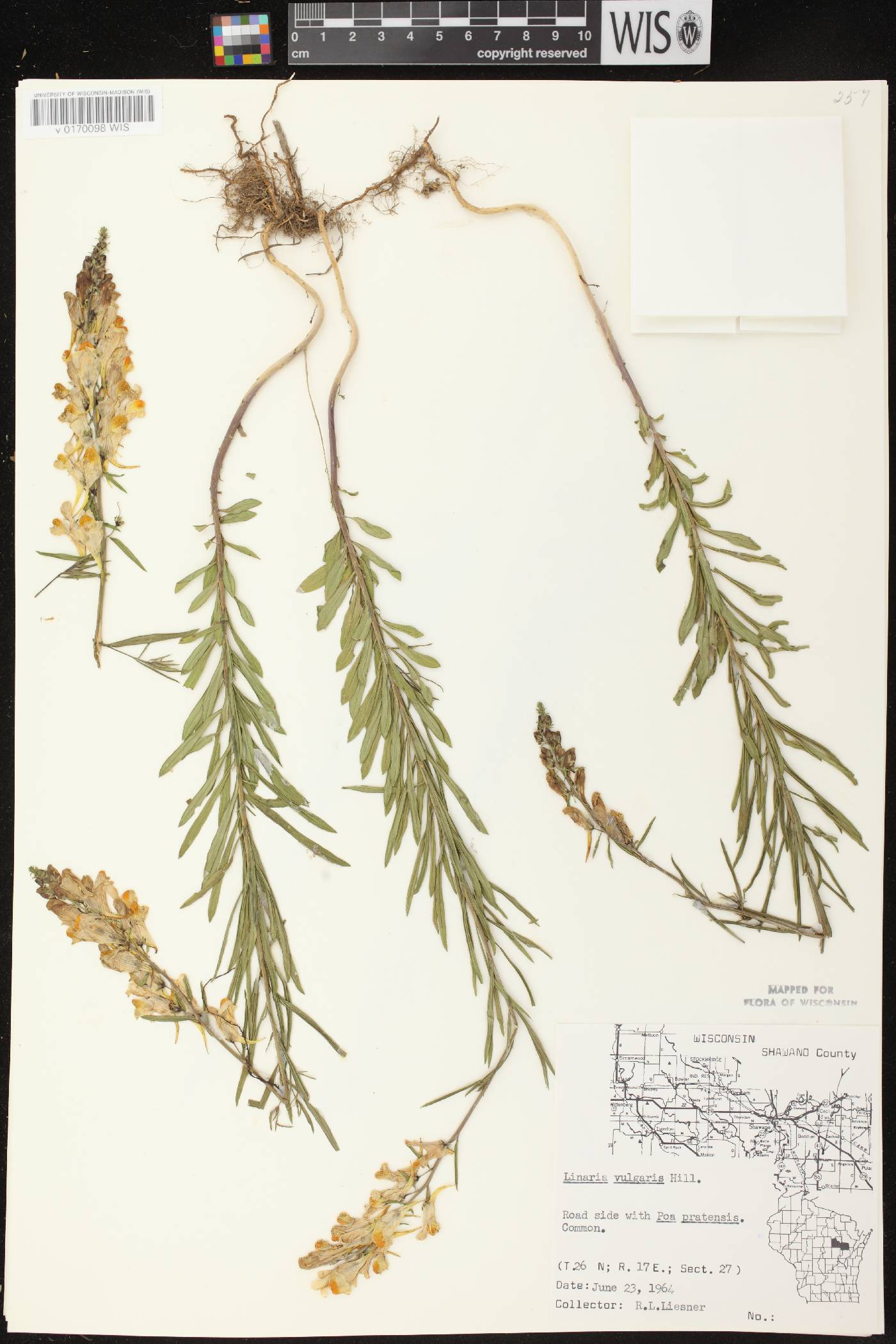 Linaria vulgaris image