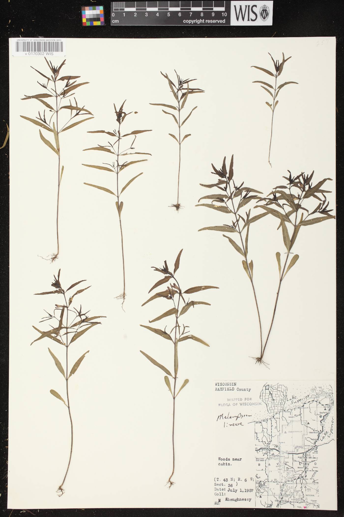 Melampyrum lineare image