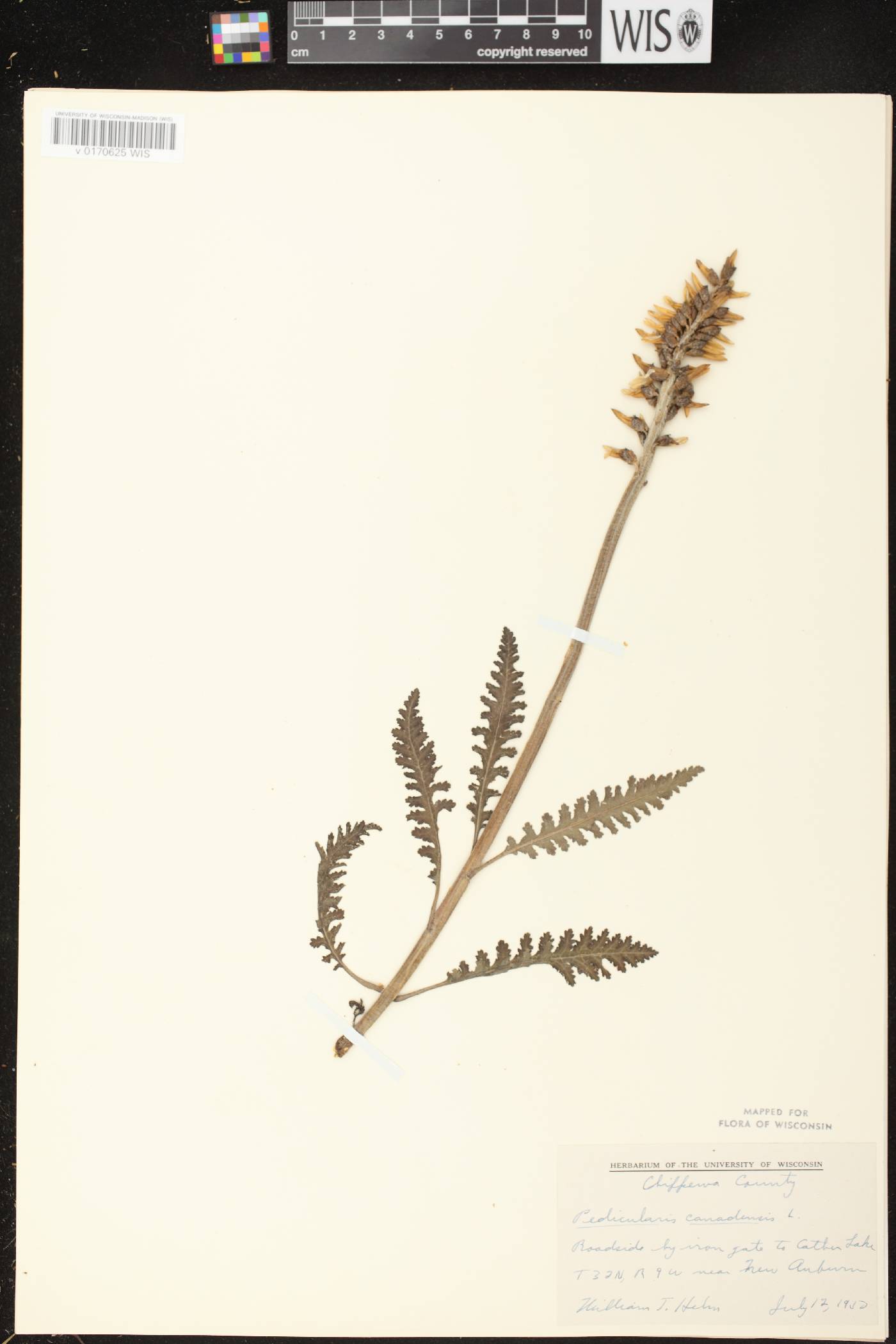 Pedicularis canadensis subsp. canadensis image