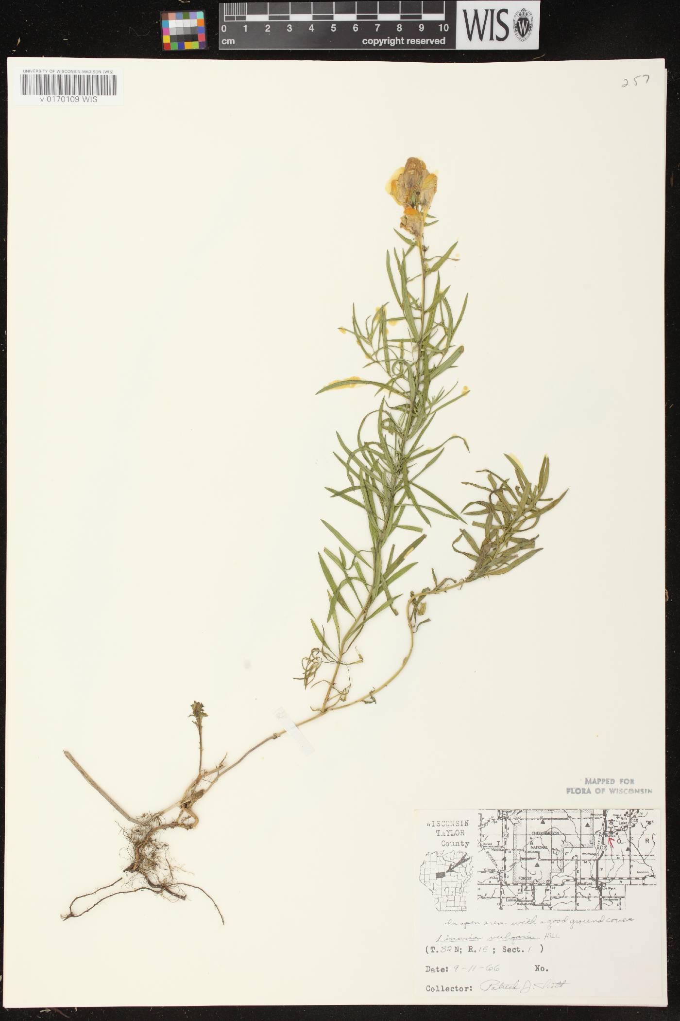 Linaria vulgaris image