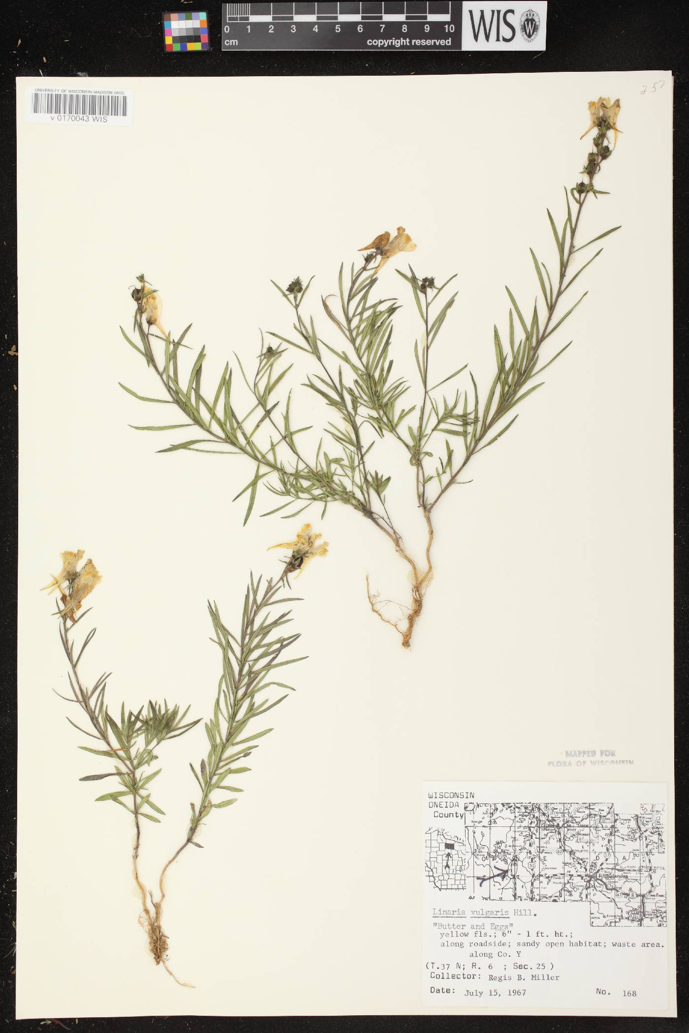 Linaria vulgaris image