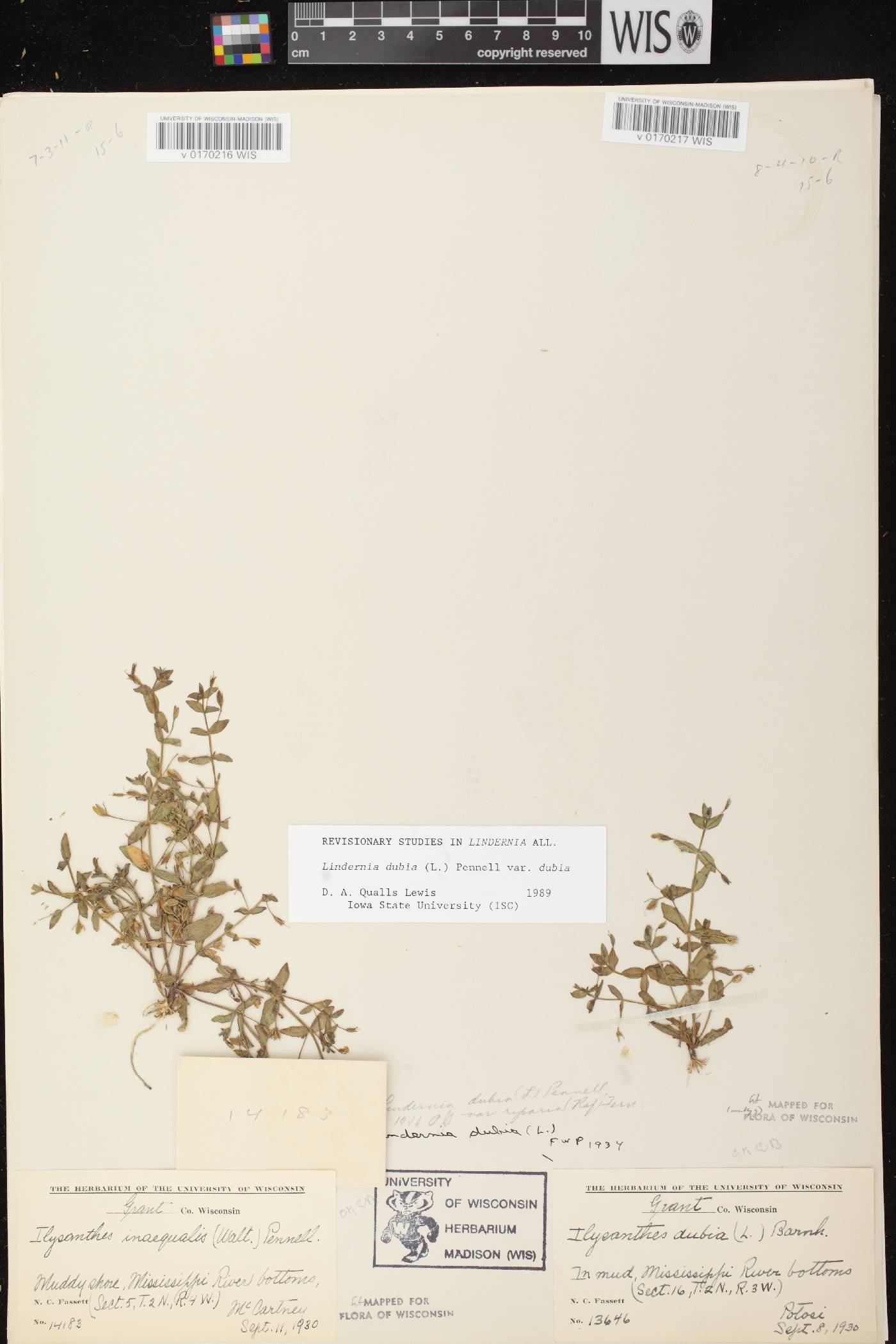 Lindernia dubia image