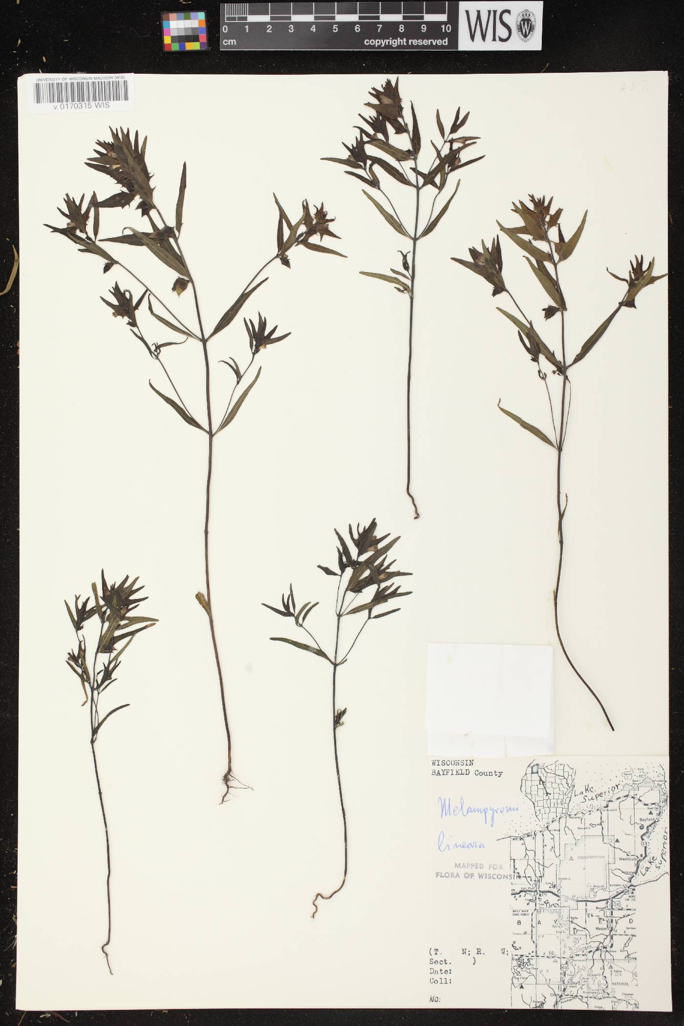 Melampyrum lineare image