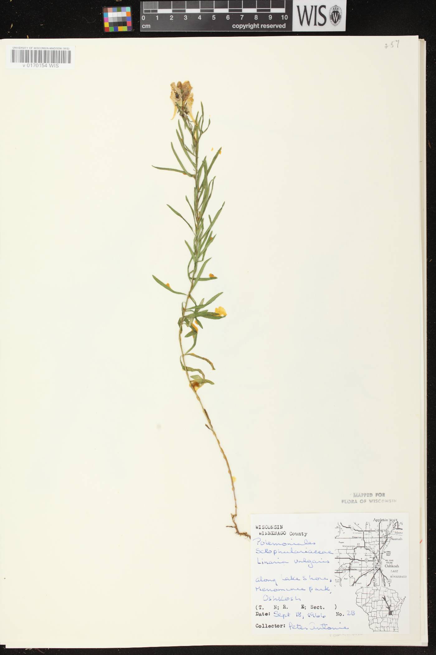 Linaria vulgaris image