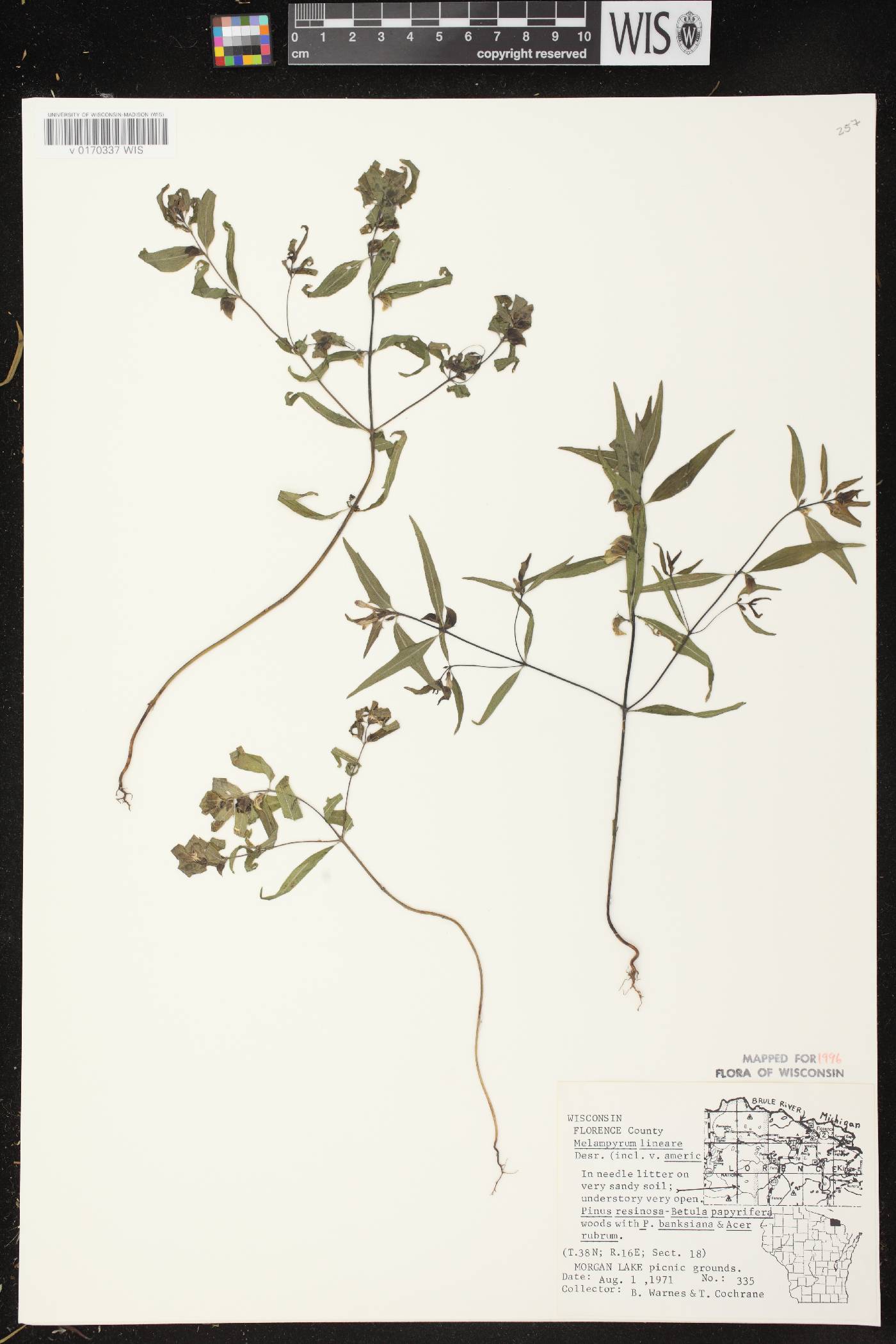 Melampyrum lineare image