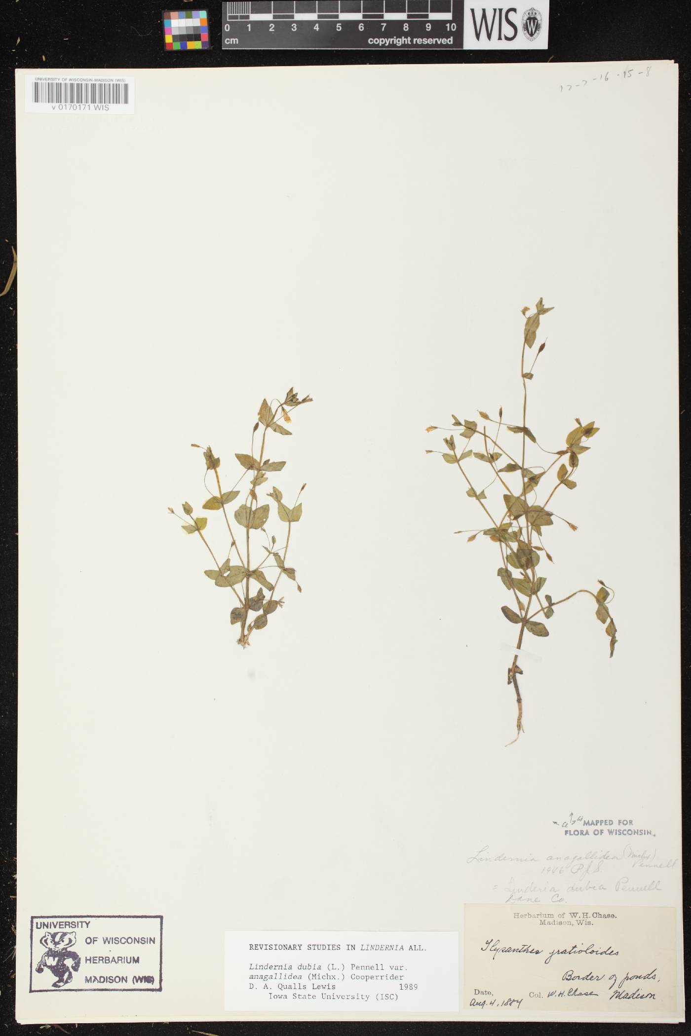 Lindernia dubia image