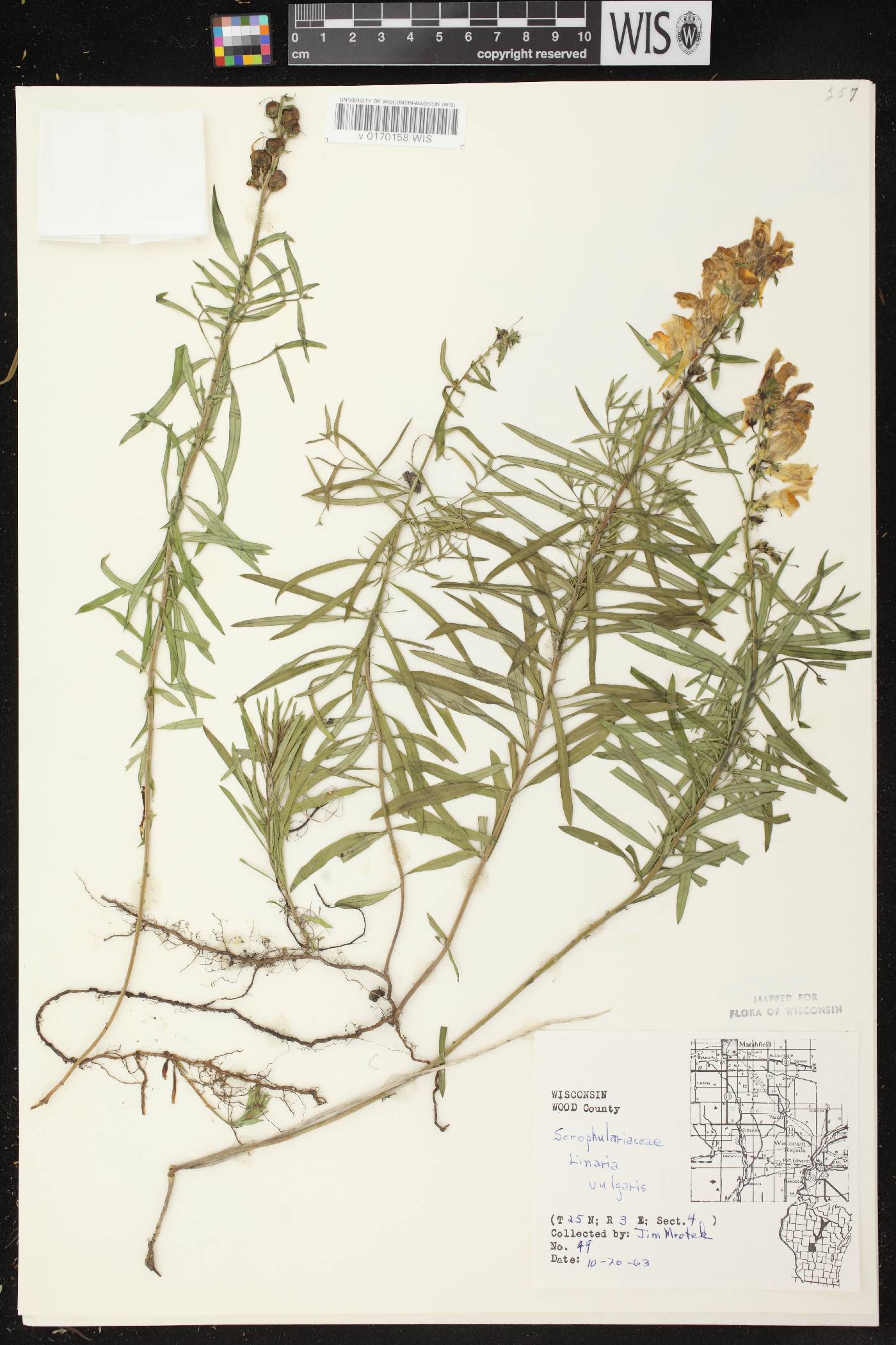 Linaria vulgaris image