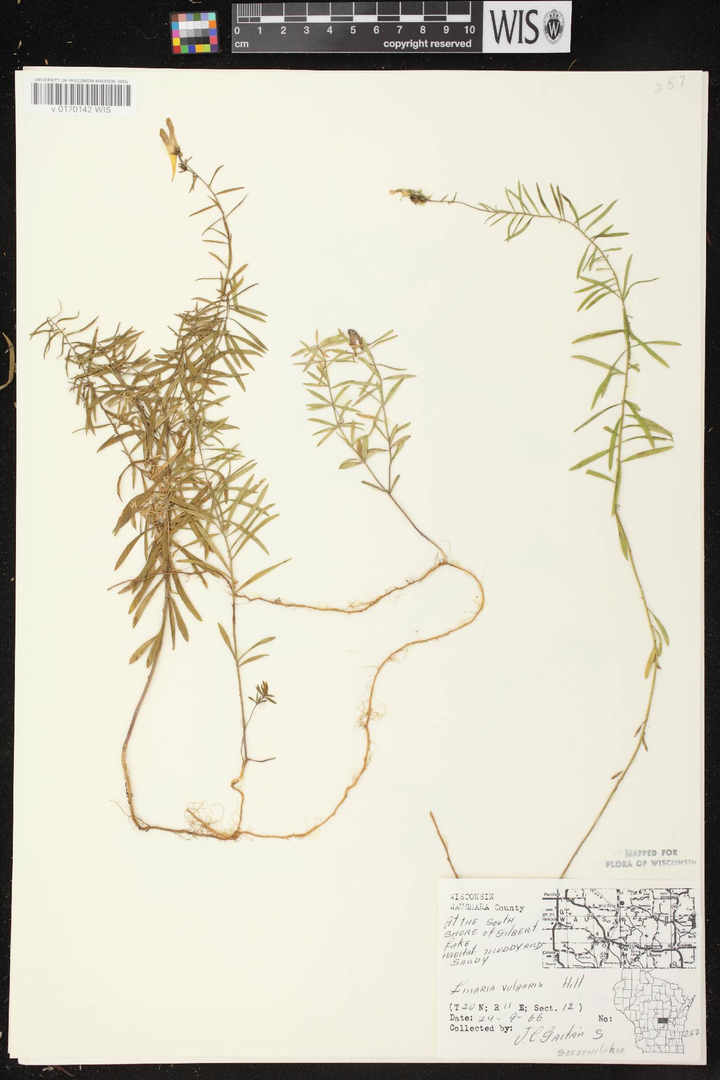 Linaria vulgaris image