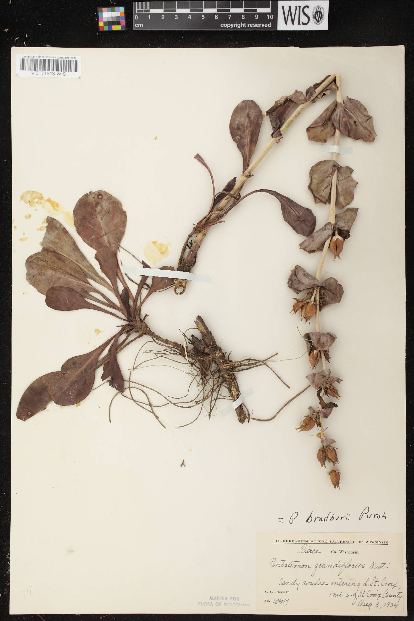 Penstemon grandiflorus image